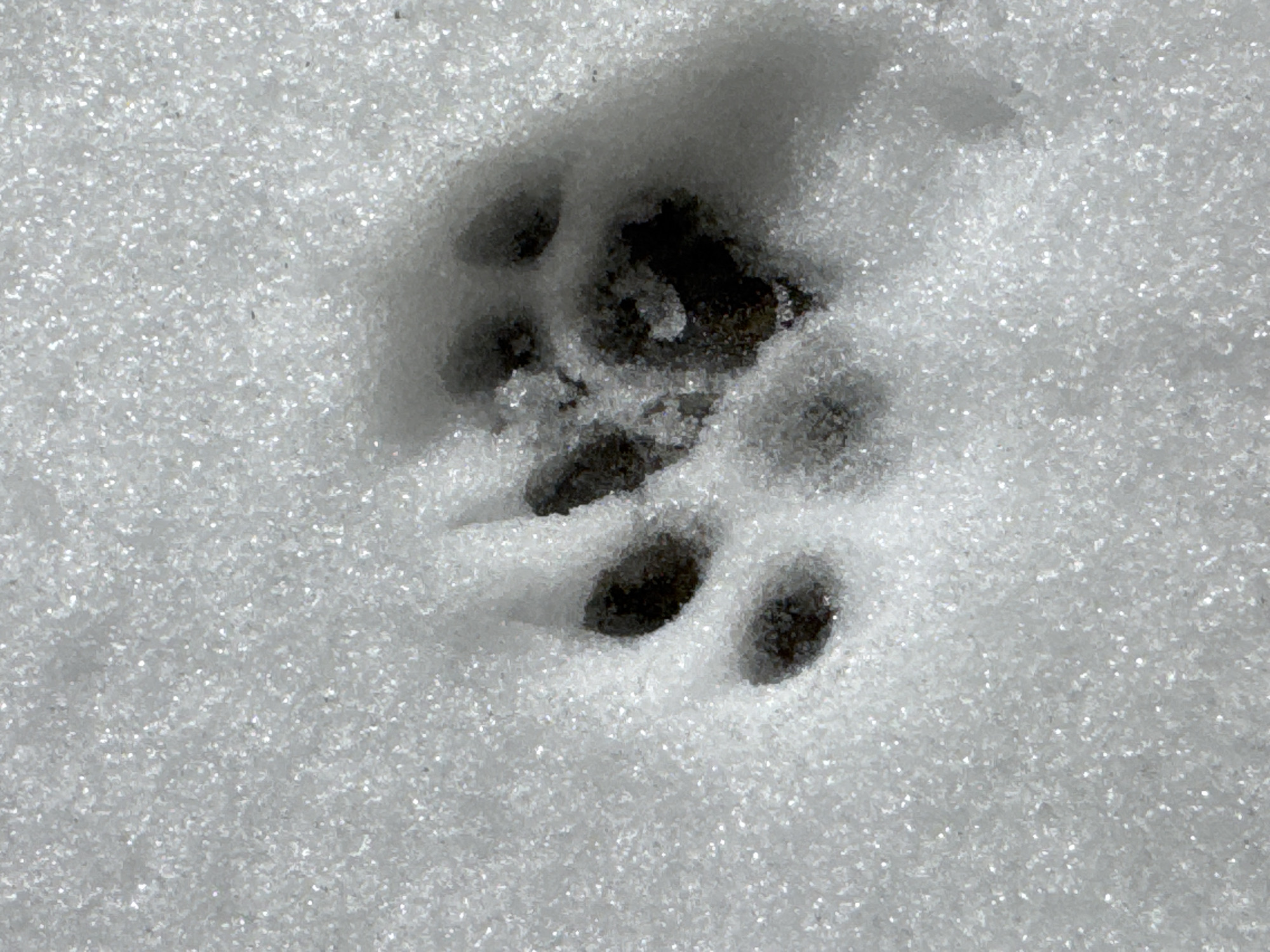 A single animal footprint is visible in fresh snow. The footprint has four toes and a heel pad. The snow is composed of many small, glittering ice crystals. The location is unknown.