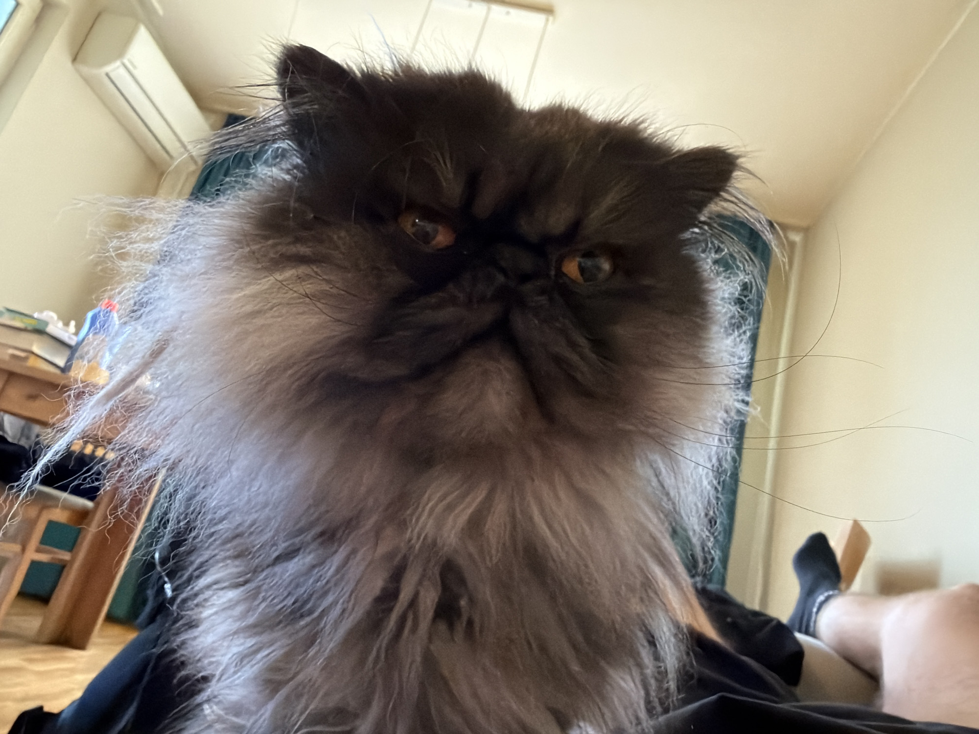 A close-up, low-angle shot shows a fluffy, dark gray Persian cat looking directly at the camera. The cat's face is surrounded by long, wispy fur, with its dark eyes visible and a grumpy expression. The cat is lying down, with its body extending out of the frame at the bottom. In the background, a person's legs, clad in black socks, are visible, suggesting the cat is on someone's lap or lying next to them. A wooden chair and a portion of a desk are also visible in the background, along with what appears to be an air conditioning unit mounted on the wall. The lighting suggests it is daytime.