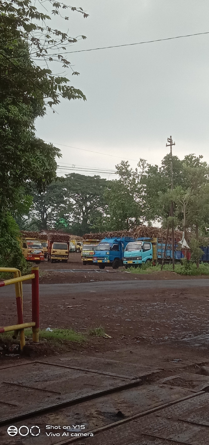 This image depicts an outdoor industrial or agricultural staging area in Sebaung, Indonesia, under an overcast sky. In the midground, a line of approximately ten small to medium-sized flatbed trucks is parked on a dark, unpaved surface that appears to be dirt or gravel. The trucks are predominantly yellow and various shades of blue, with their beds heavily loaded with tall, unprocessed agricultural stalks, consistent with sugarcane. Some trucks feature decals or text, such as "FARUQ" and "NUYUM." The foreground on the left shows a partial view of a yellow and red painted metal barrier. The ground in the immediate foreground is dark and wet in areas, with visible embedded rectangular metal plates, suggesting the presence of a ground-level scale or former trackage. The background is characterized by a dense line of mature green trees, and on the far right, a utility pole with multiple crossarms and overhead power lines is visible. No individuals are clearly discernible or engaged in specific actions within the scene; the trucks appear stationary.