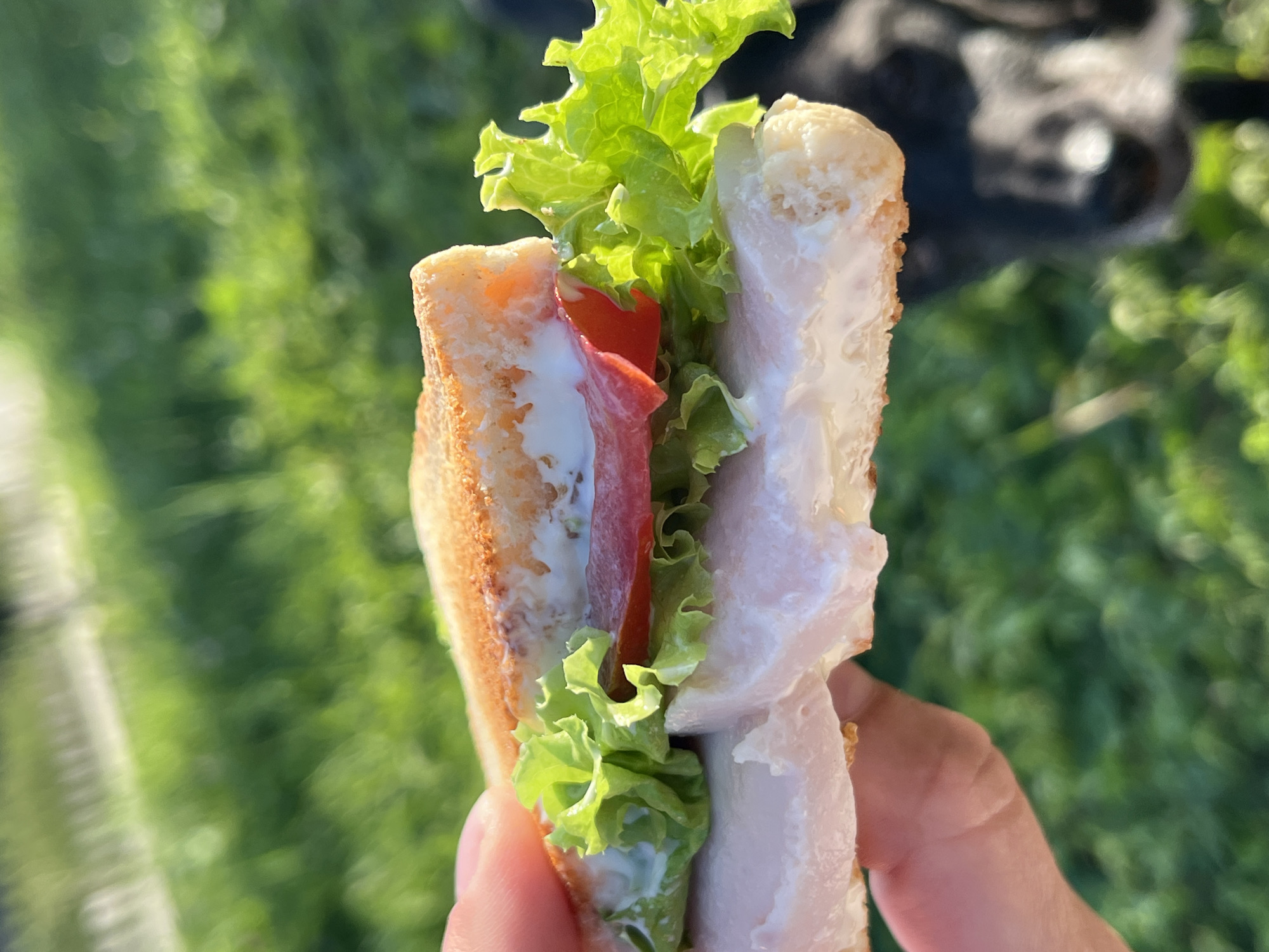 A close-up, eye-level shot features a person's hand holding a half-eaten sandwich. The sandwich consists of toasted bread, sliced white meat (likely chicken or turkey), lettuce, a slice of tomato, and mayonnaise. The background is a blurred expanse of green grass, suggesting an outdoor setting. The sunlight casts a warm glow on the sandwich and the surrounding foliage. It is not possible to determine the specific location in Nizhny Tagil, Russia from the provided image.