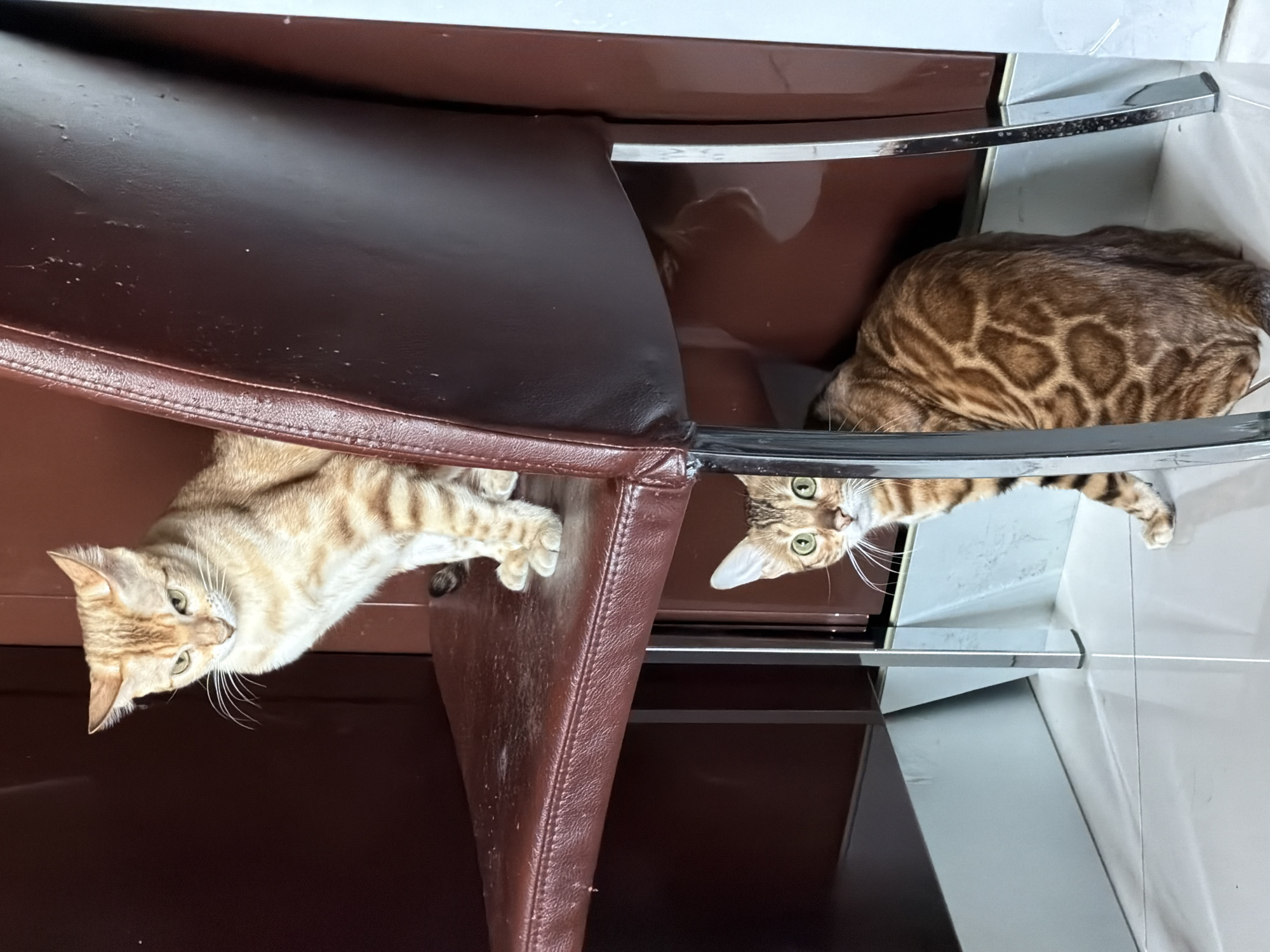 Two cats are beneath a brown chair with metal legs and arms. One cat is light orange with stripes, and the other is a Bengal cat with brown spots. The setting includes a tiled floor and brown cabinets. The location of the image is unknown.