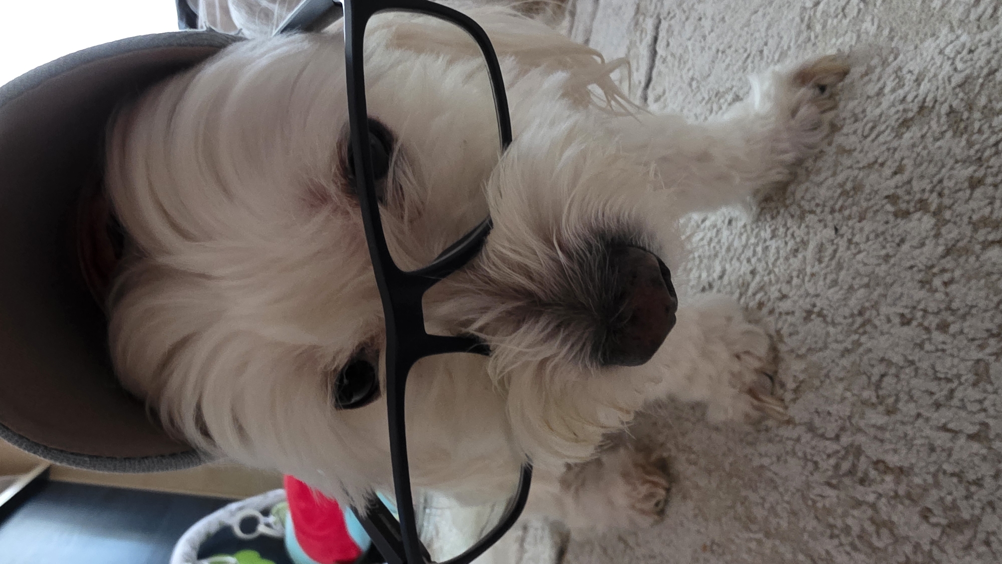 A close-up, eye-level shot shows a white West Highland Terrier wearing black-rimmed glasses and a grey baseball cap. The dog's face is the primary focus, with its dark eyes peering through the glasses. The background is blurred, with hints of a colorful toy and a textured carpeted floor. The scene appears to be indoors, possibly a home environment. There is no identifiable location in Blagoevgrad, Bulgaria.