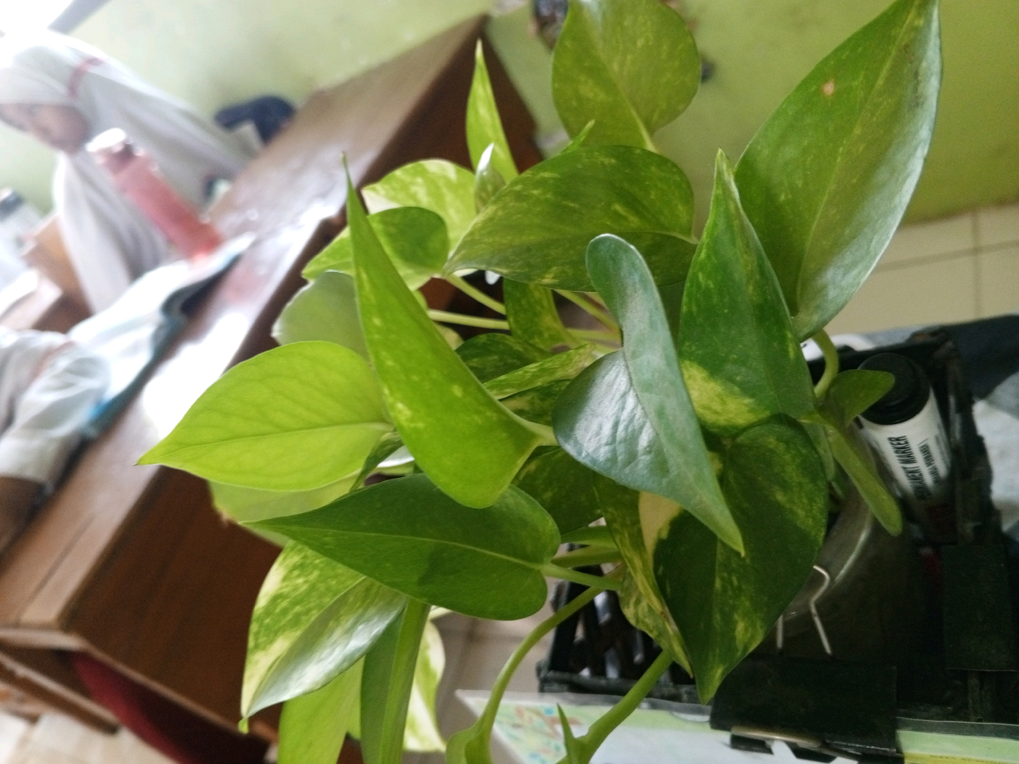 In Tanjungan, Indonesia, a close-up, slightly angled shot reveals a Pothos plant with variegated green and yellow leaves dominating the foreground. The plant is in a pot, partially visible, with some stems and leaves trailing downwards. In the blurred background, a person wearing a white headscarf and a white garment is visible, leaning over a dark wooden table. A red liquid in a clear plastic container is also seen on the table, near the person's hands. The environment appears to be indoors, with a light green wall and a wooden surface visible. A marker pen with the text "PERMANENT MARKER" is also in the background, resting on a black surface.