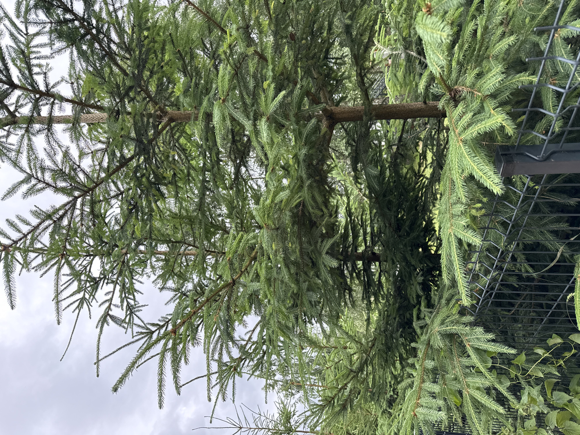 The image shows a close-up view of several young spruce trees in a densely planted setting, likely a nursery or garden. The trees are evergreen with a conical shape and numerous green needles. A dark gray metal wire fence runs horizontally across the lower portion of the image, partially obscuring the bases of the trees and some surrounding greenery. The sky above is overcast with gray clouds. The scene appears to be outdoors in a location that could be Kołczewo, Poland, given the context. There are no people or animals visible in the frame.