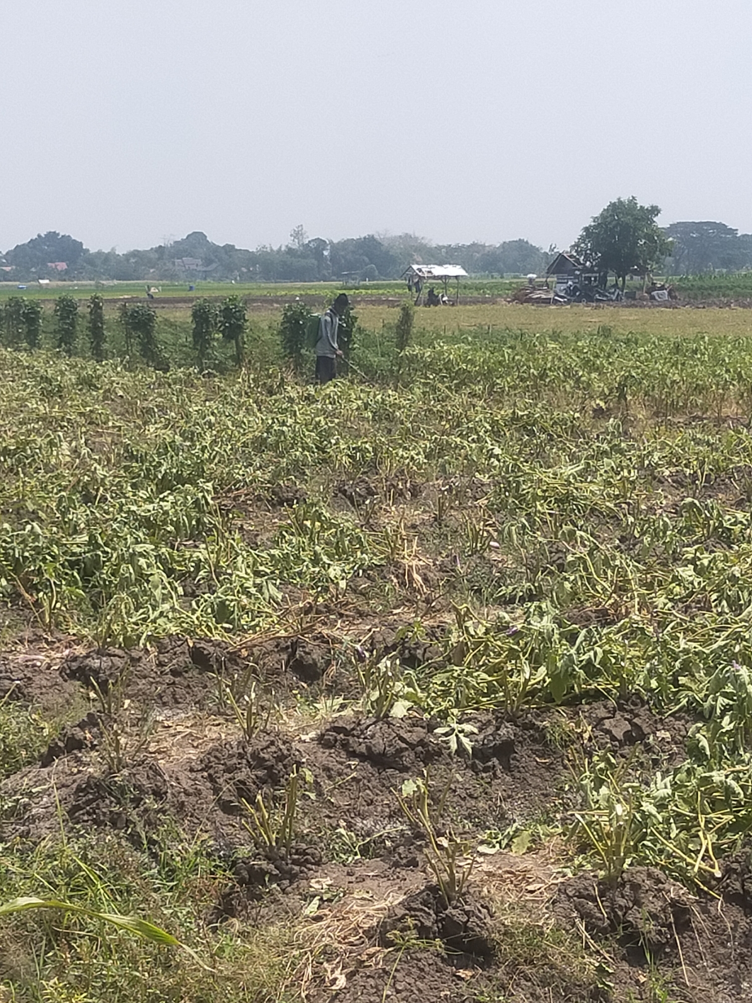 The image depicts a rural landscape, likely in Pagerbarang, Indonesia, under a hazy sky. In the foreground, a field of withered, brown and green vegetation, possibly crops, covers the uneven, dark soil. Several plants appear to have been recently harvested or are in a state of decline. In the mid-ground, a person wearing a grey shirt and dark pants is walking through the field, appearing to be engaged in agricultural work, possibly using a scythe or other tool to tend to the crops. Further in the background, there are rows of taller green plants, suggesting different types of cultivation. Beyond these fields, a small cluster of structures, including a simple hut with a thatched roof and another more substantial shelter with a corrugated roof, are visible. A large tree stands near one of these structures. The horizon is lined with trees and a faint, distant hill or mountain range. The overall impression is one of agricultural activity in a somewhat dry or late-season environment.