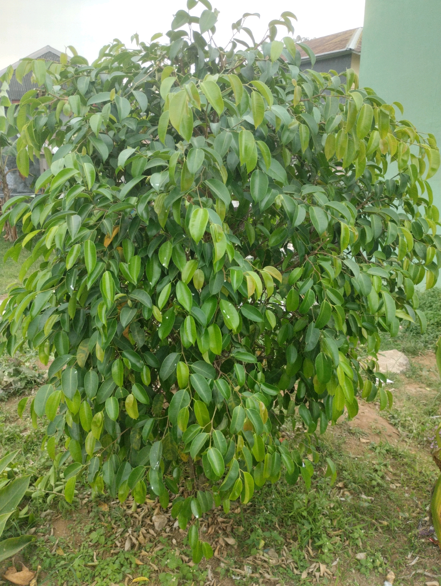 An outdoor shot captures a dense, leafy green bush in the foreground, possibly a ficus or similar ornamental plant, situated on a patch of uneven ground covered with dry leaves and sparse green grass. The bush is well-maintained and appears to be a central element of the landscaping. In the background, a light green wall of a building is visible on the right side, and on the left, a portion of a house with a grey, corrugated roof is partially obscured by the bush. The sky above is overcast and pale. The overall scene suggests a residential or semi-residential area. The location is identified as Jambangan, Indonesia.