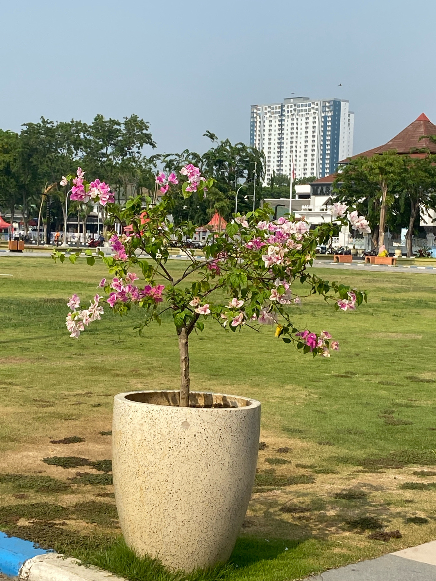 In a paved area within a city park in Sidoarjo, Indonesia, a medium-sized potted bougainvillea plant with pink and white bracts stands prominently in the foreground. The plant is situated in a large, light-colored speckled pot. Beyond the plant, a vast expanse of green grass stretches out, interspersed with patches of dry earth and low-lying vegetation. A paved pathway, marked with white lines, curves through the park in the mid-ground. In the background, a tall, multi-story white building with blue accents dominates the skyline, suggesting an urban environment. Several trees with dense green foliage are scattered throughout the scene. A few indistinct figures can be seen in the distance, along with benches and some tents. The sky is clear and a pale blue, indicating daylight.