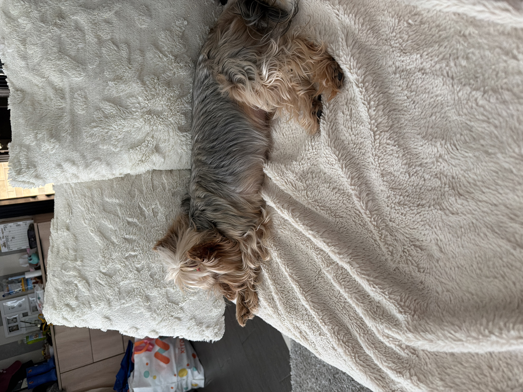 A long-haired Yorkshire Terrier dog is resting on a soft, cream-colored blanket, which is laid out on a couch. The dog's fur is a mix of grey and tan, with longer, curly fur on its legs and tail. Its head is resting on the blanket, with its eyes closed. Behind the dog, two large, textured white pillows are propped up against a wall. In the background, a cabinet with drawers and shelves is visible, holding various items. A shopping bag with colorful circles and text is on the floor to the left. The environment appears to be an indoor setting, possibly a living room. The image does not provide any specific information or context to determine its location within the city of Bila Tserkva, Ukraine.