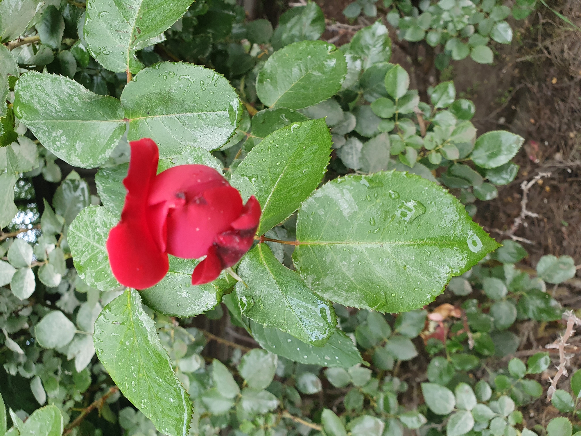 A close-up, eye-level shot shows a red rosebud with water droplets on its petals, surrounded by lush green rose leaves, also speckled with water. The background is a blur of more rose bushes and some soil. The lighting is natural, suggesting an outdoor setting. There is no indication of human presence or activity.