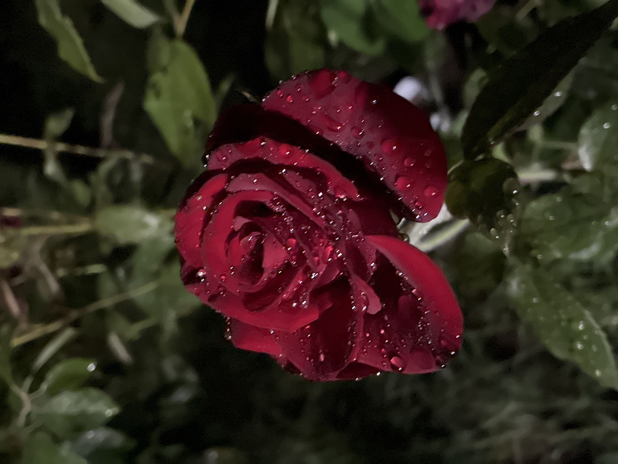 A close-up, low-light, vertical photograph shows a dark red rose with water droplets on its petals. The rose is the central subject, positioned slightly left of center. Its petals are tightly furled in the center, opening outwards. The water droplets, reflecting the ambient light, appear as small, bright orbs scattered across the surface of the petals. The background is dark and out of focus, with hints of green leaves and stems, suggesting it is a garden or natural setting. There are no people or animals visible in the image. The overall impression is one of natural beauty and delicate detail, enhanced by the dark, moody lighting. The location of Surami, Georgia, is not discernible from the image itself, as the photograph contains no identifying landmarks or environmental cues that would specify its geographical origin.