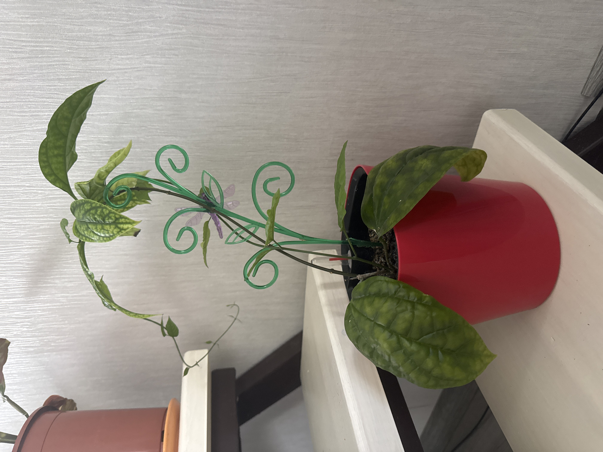A potted plant with green leaves and a green plant support is on a white shelf. The plant is in a red pot. Behind the plant is a textured white wall. To the left of the plant, a portion of another potted plant in a terracotta pot is visible. The scene appears to be indoors.