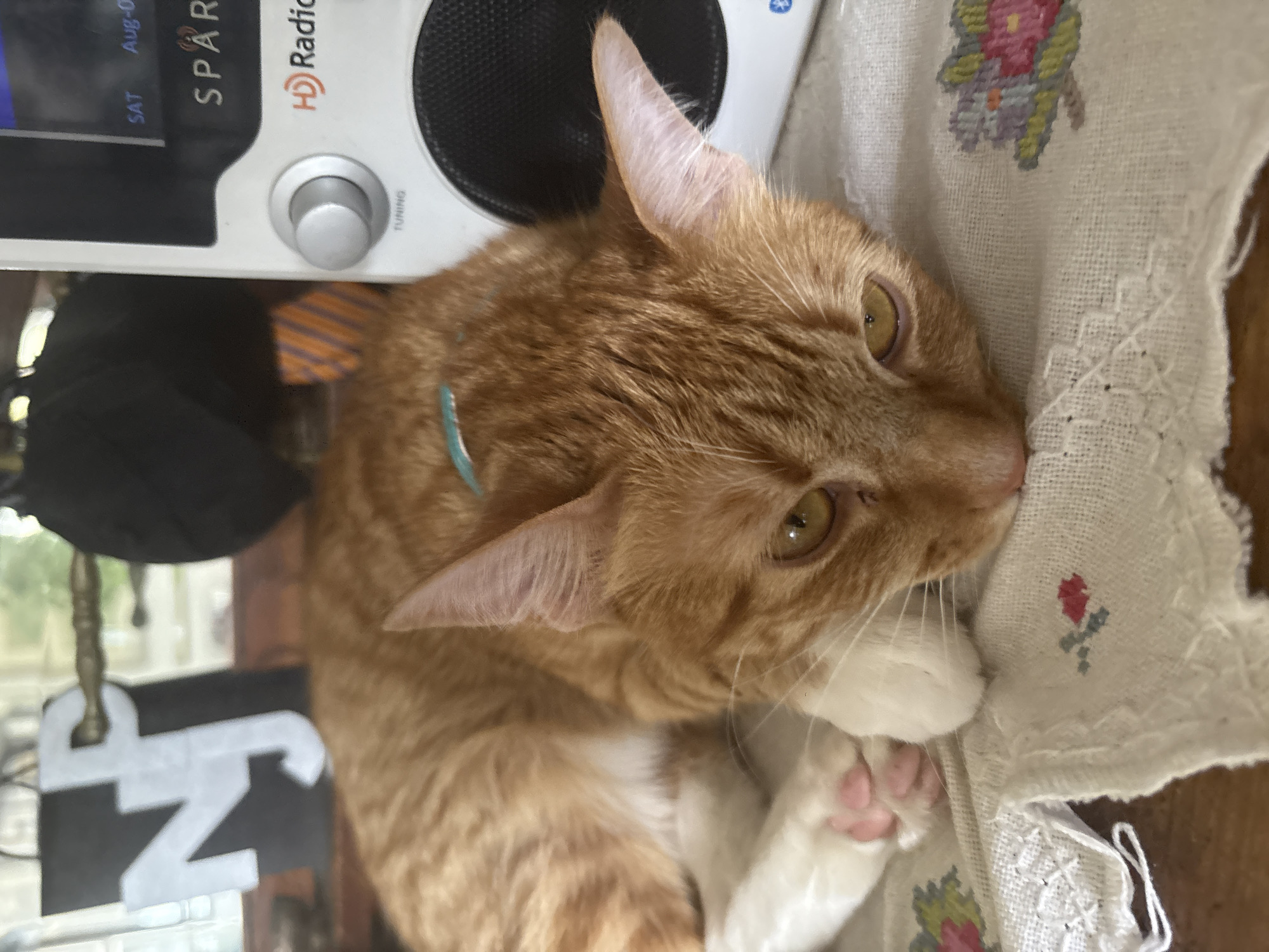 An orange tabby cat with white paws is lying next to a white radio on a table with a cross-stitched cloth. The cat has a blue collar. A black and white object with the letter "N" is visible in the background. The location is not discernible from the image.