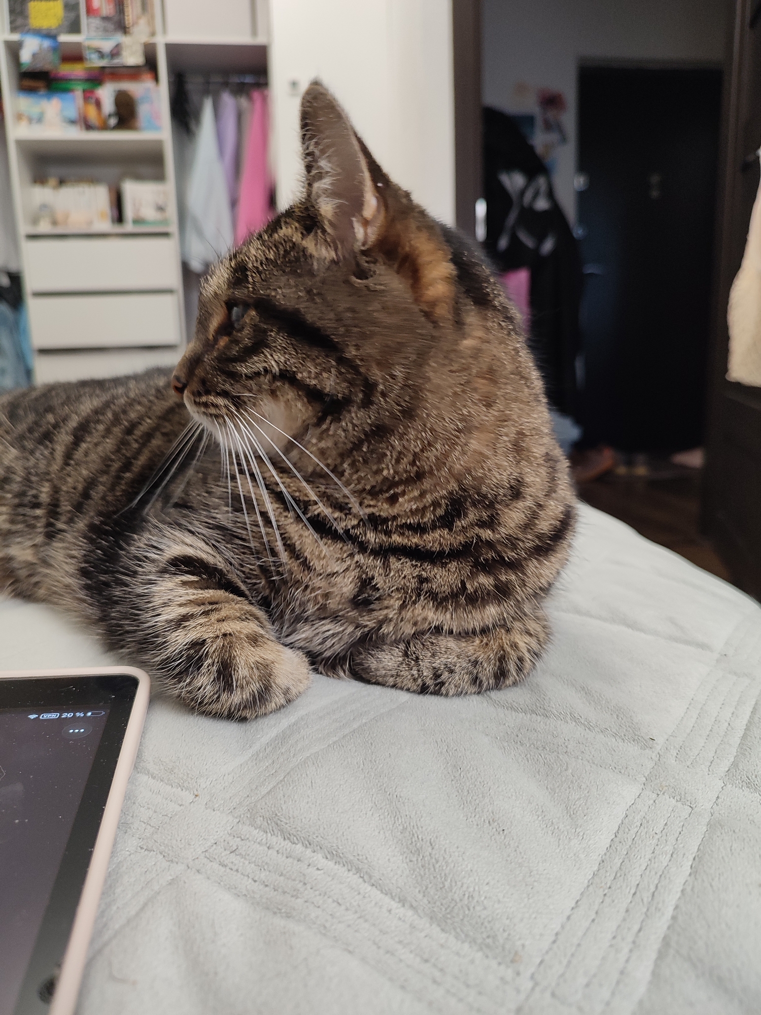 In an indoor environment, a tabby cat is lying on a white quilted surface, likely a bed. The cat is facing left, with its body partially visible. In the foreground, to the left, a tablet device with a light pink case is placed on the surface. The tablet screen shows a battery indicator at 20% and a VPN symbol. The background is out of focus, but suggests a room with a wardrobe or shelves filled with items, including clothes hanging on a rack. The overall scene appears to be a domestic setting. The image does not provide any information to determine its location in the city of Unknown, Russia.