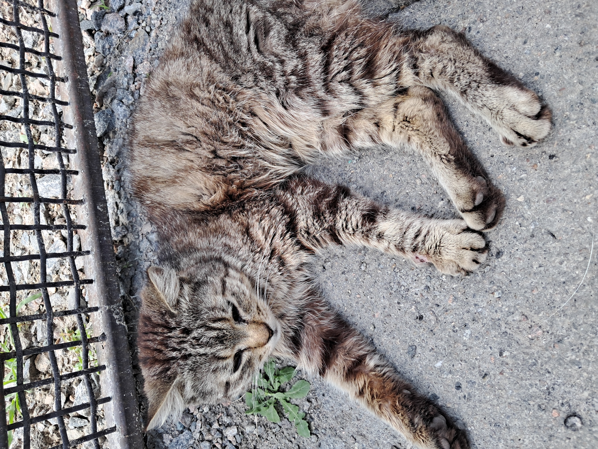 A tabby cat lies on its side on an asphalt surface, its body stretched out. The cat has grey and brown fur with dark stripes. Its eyes are partially closed, and its head is tilted slightly to the left. The cat's front left paw is extended forward, while its hind legs are bent. A small patch of green weeds grows to the left of the cat. In the background, a black metal fence with horizontal and vertical bars is visible, resting on a metal bar. The ground is covered with gravel and small stones. The scene appears to be outdoors, possibly in a yard or alleyway in Kremenchuk, Ukraine.