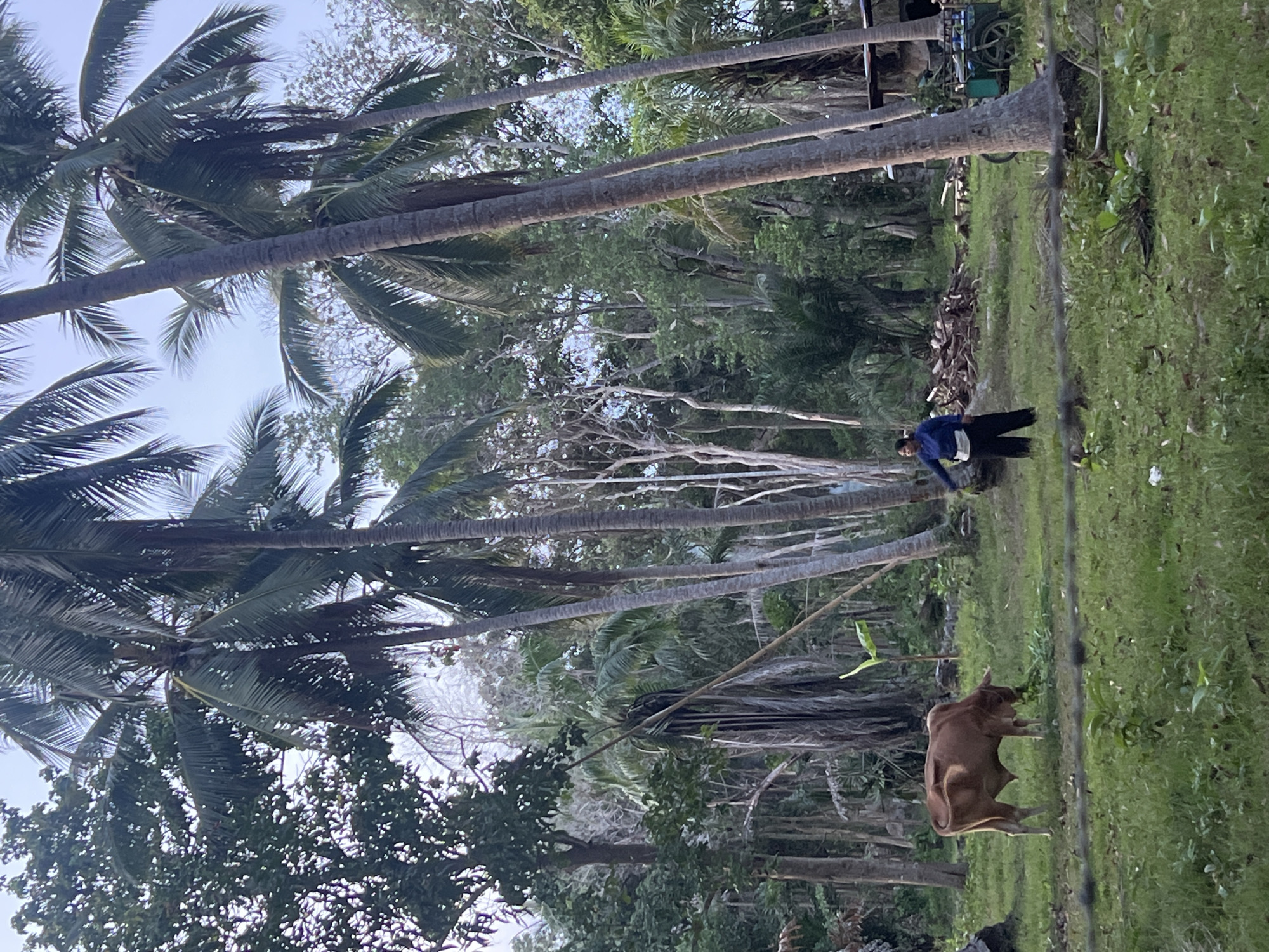 In a rural area of Koh Phangan, Thailand, a light brown cow grazes in a grassy field dotted with young plants. The cow is positioned on the left side of the frame, facing right and eating from the ground. To the right of the cow, a person wearing a blue long-sleeved shirt and black pants stands in the field, facing the cow and seemingly observing it. Behind them, a pile of cut wood is visible. Further to the right, a green cart with wheels stands near a structure, possibly a small building or shelter. The scene is framed by numerous palm trees of varying heights and densities, with lush green foliage filling the background and creating a natural, tropical environment. The ground is covered in green grass, and a barbed wire fence runs across the foreground. The sky is overcast.