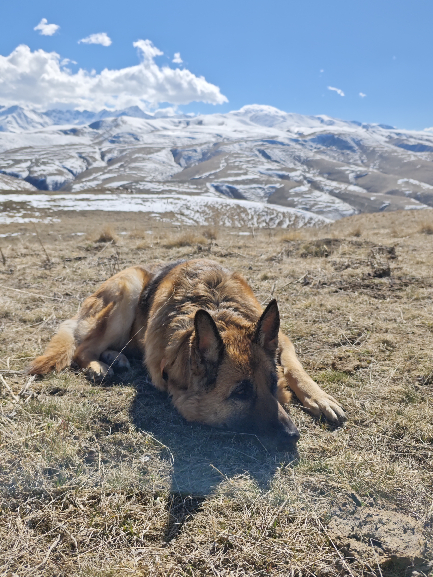 A German Shepherd dog lies prone on a dry, grassy slope in a mountainous region. The dog is tan and black, with its head resting on the ground and its paws extended forward. In the background, snow-capped mountains are visible under a partly cloudy blue sky. The location is Tyrnyauz, Russia.