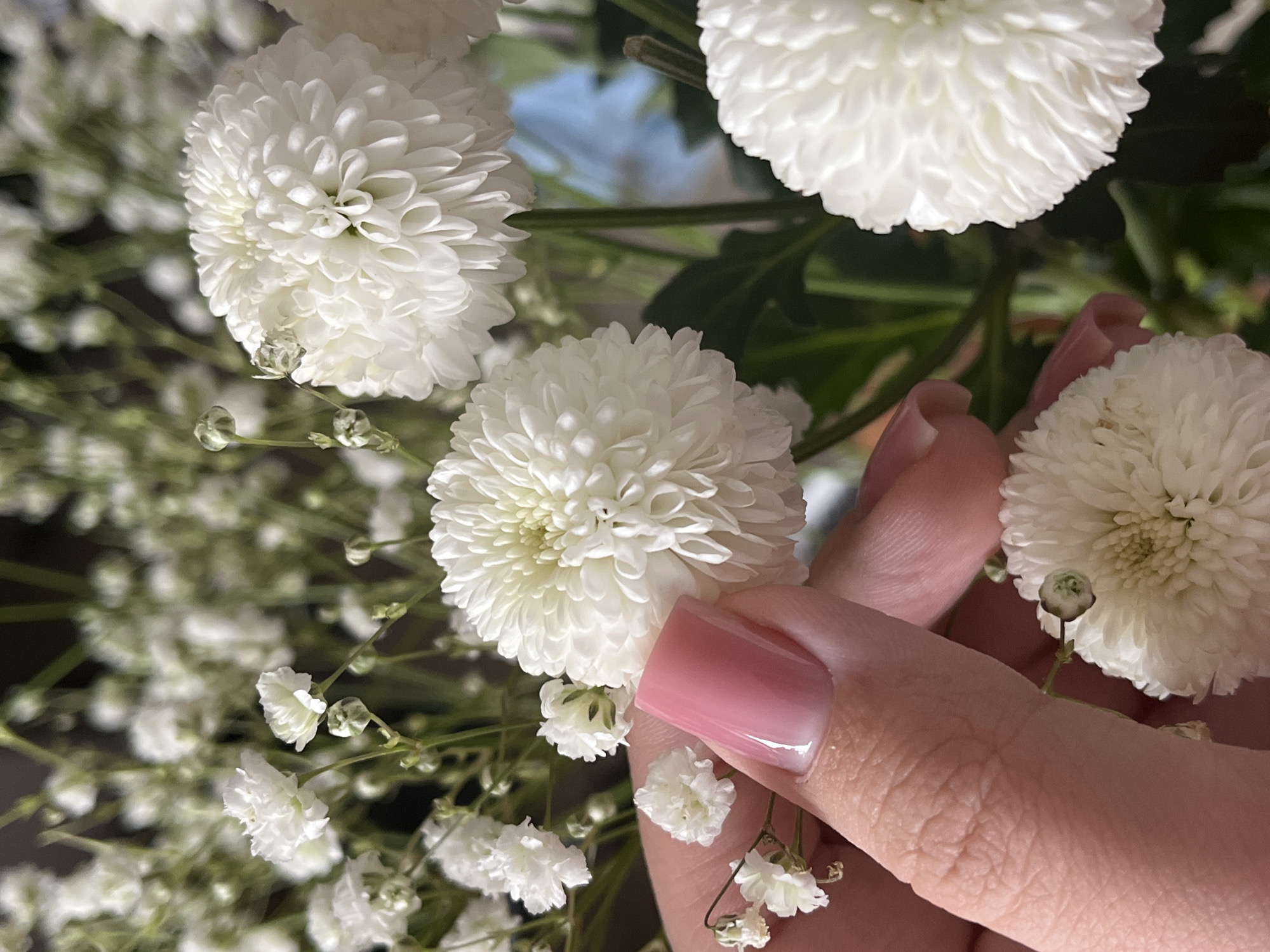 A close-up shot depicts several white chrysanthemum flowers and baby's breath, with a hand holding one of the chrysanthemum flowers. The hand has manicured nails painted a pale pink. The background features additional flowers and green foliage. Location information is not available.