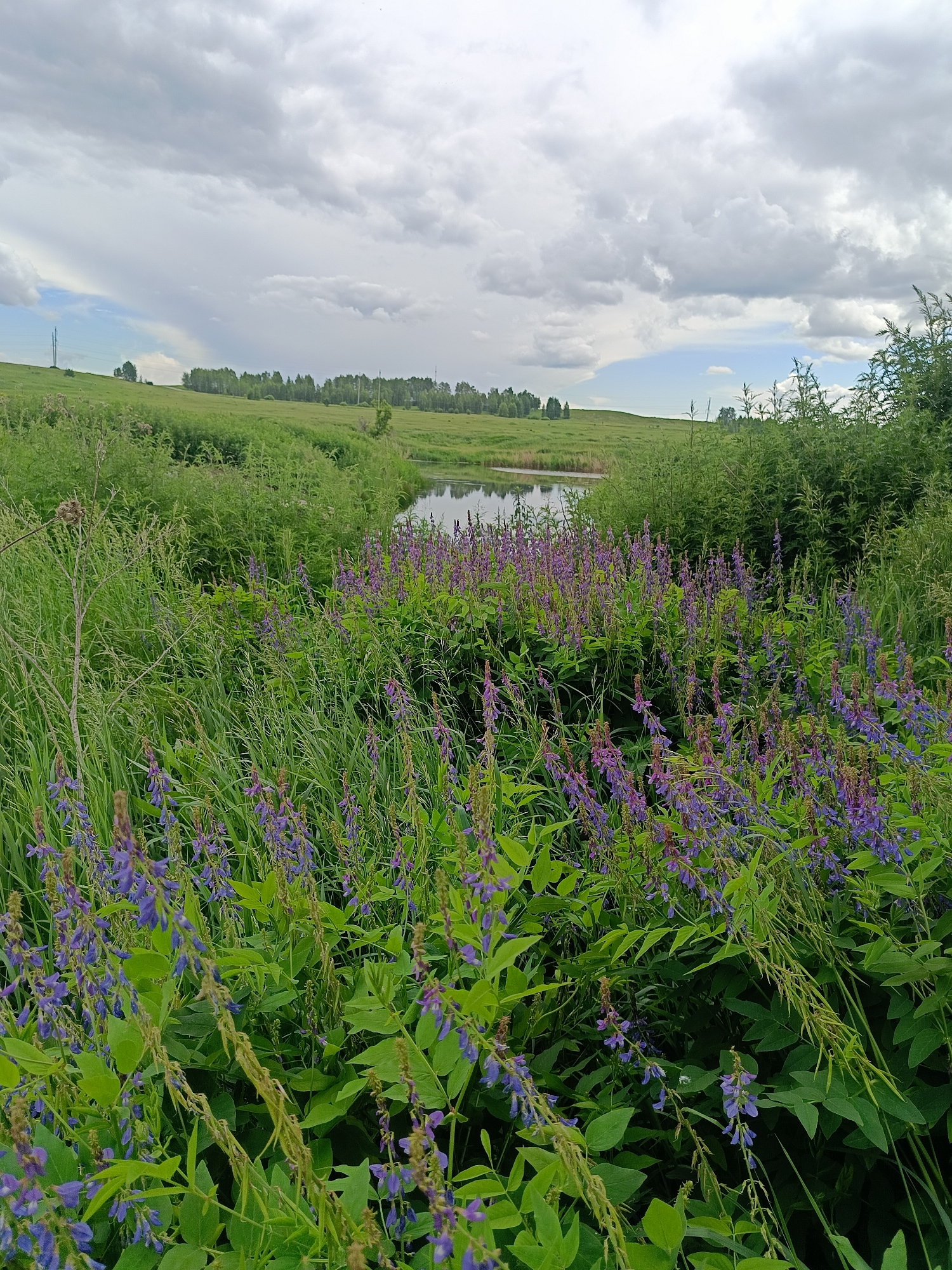 The image depicts a natural landscape scene in a rural area, likely on the outskirts of Каменное, Russia. In the foreground, there is a dense growth of tall green grass interspersed with numerous flowering plants featuring delicate purple blossoms. These flowering plants are clustered together, forming a vibrant band across the lower and mid-sections of the image.
Beyond the immediate floral display, a calm body of water, possibly a pond or a slow-moving stream, is visible, reflecting the overcast sky. The water's edge is lined with more lush green vegetation. In the background, a gentle, grassy slope rises, topped by a distant line of trees. The sky is filled with heavy, grey clouds, suggesting an impending rain shower or a generally overcast day. There are no people or animals visible in the frame. The overall atmosphere is one of natural, untamed beauty under a dramatic sky.