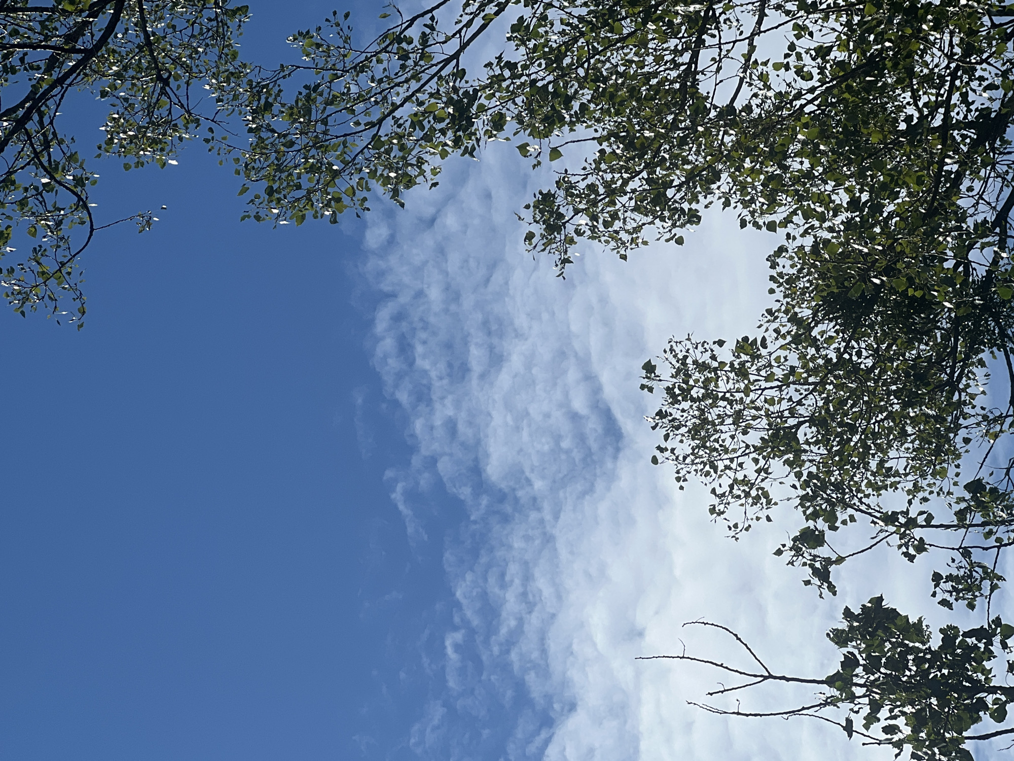 The image captures a view looking upwards towards a bright blue sky interspersed with wispy white clouds. The scene is dominated by the lush green foliage and branches of trees, which frame the sky from the right and bottom of the frame. Some bare branches are also visible. The lighting suggests it is daytime, with sunlight reflecting off the leaves. The perspective is from below, looking up through the canopy. There are no people or identifiable man-made structures in the image. This image could be a general scene of nature, potentially in a park or wooded area within the city of Warsaw, Poland.