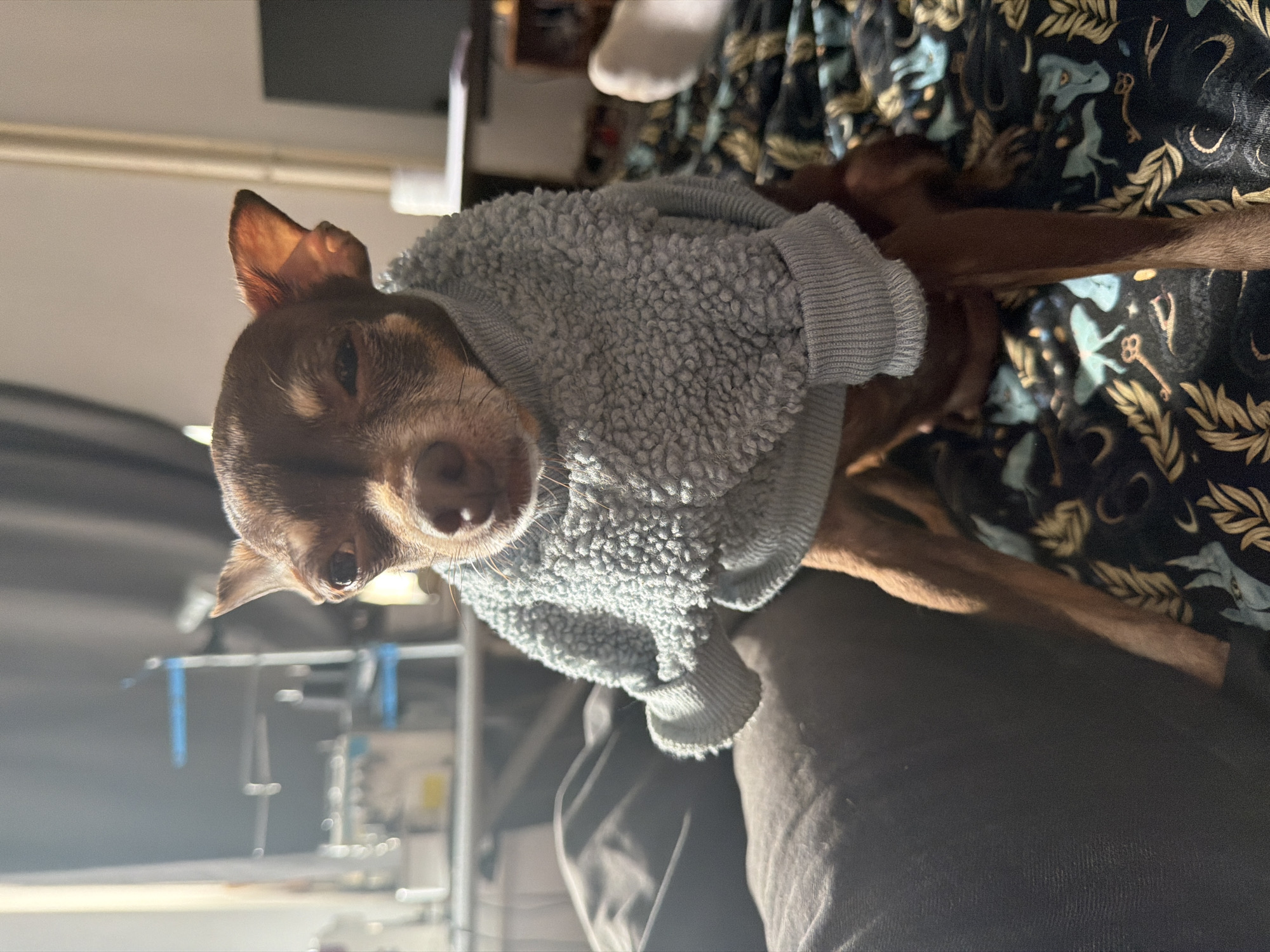A brown Chihuahua dog wearing a light blue sweater is lying on a person's lap. The person is wearing dark gray pants. The dog is on a floral patterned blanket. The dog is positioned in the center of the image. The background appears to be a home setting. There is no evidence to suggest the location is in Saint Petersburg, Russia.