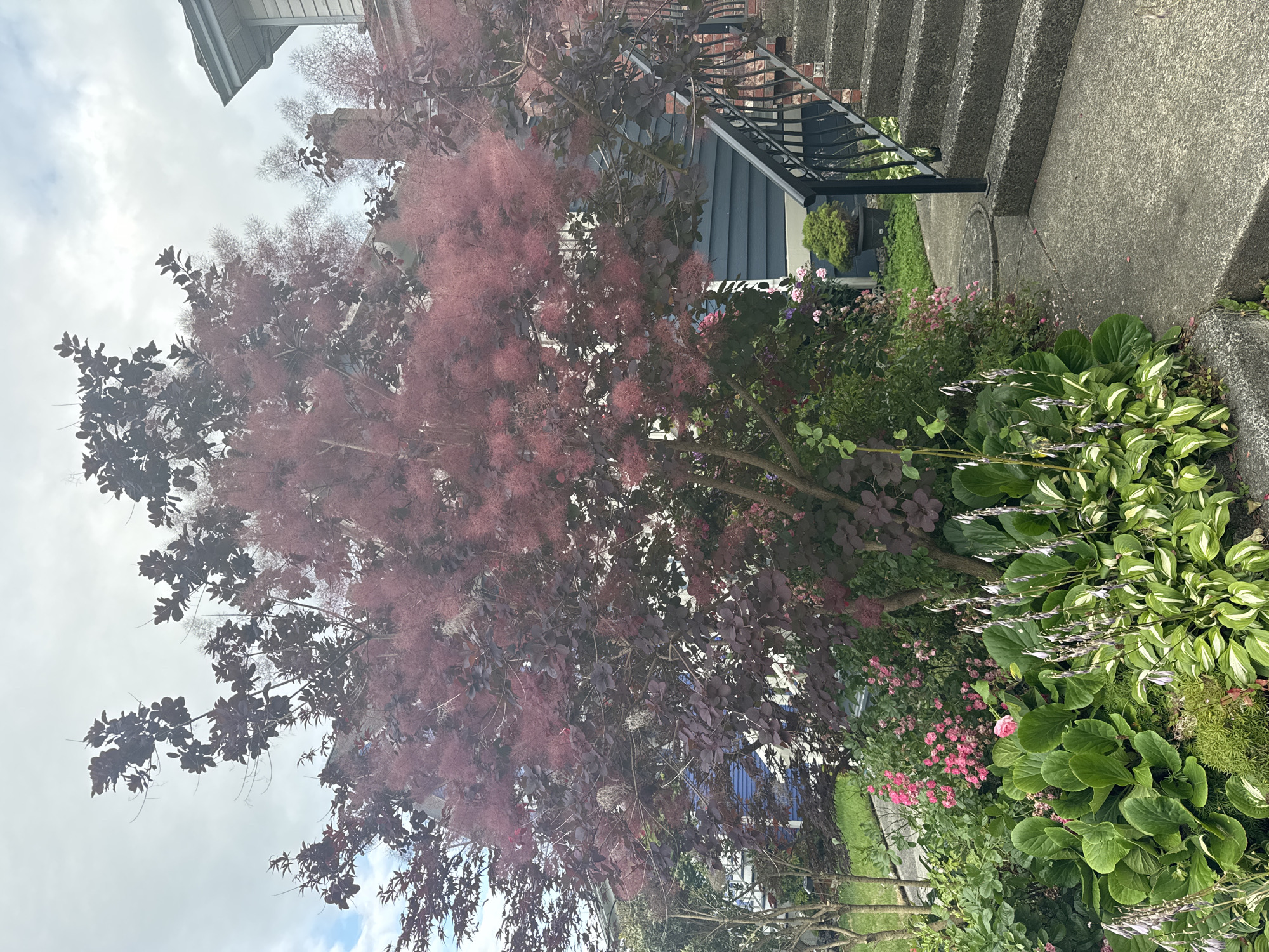 This image depicts a residential property in Vancouver, Canada, with a focus on the front yard landscaping and exterior of a house. A large tree with deep purple foliage and delicate pinkish-purple plumes dominates the center of the frame, suggesting it is a flowering smoke bush. The tree is surrounded by a variety of lush green plants, including large-leafed hostas and smaller flowering plants with pink blooms.
To the right of the tree, a concrete staircase with a black metal railing leads up to the house. The house itself has blue siding and a red brick foundation. The sky is overcast with some hints of blue. The overall impression is of a well-maintained, verdant garden in a residential neighborhood.