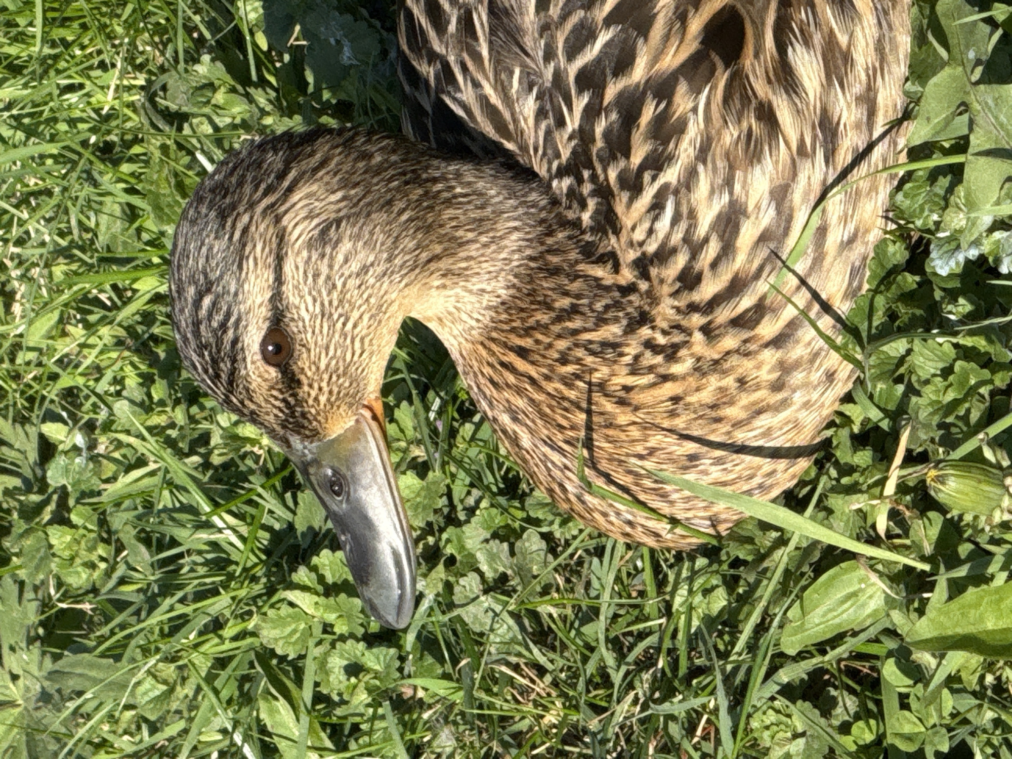 A duck is lying on the grass in Dmitrov, Russia. The duck has a brown head and neck with mottled brown and black feathers on its back. Its beak is gray. The grass is green and lush.