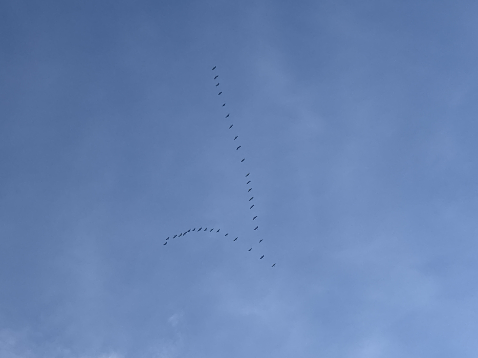 A flock of birds, likely geese or similar large birds, is flying in a distinctive V-shaped formation in a blue sky. The formation consists of two lines of birds meeting at an angle, with one line extending upward and the other horizontally. The sky is a clear, light blue color with some subtle cloud texture in the lower part of the frame. The birds appear as dark, small shapes against the sky. The location is Раздолье, Russia, though this cannot be verified from the image itself.