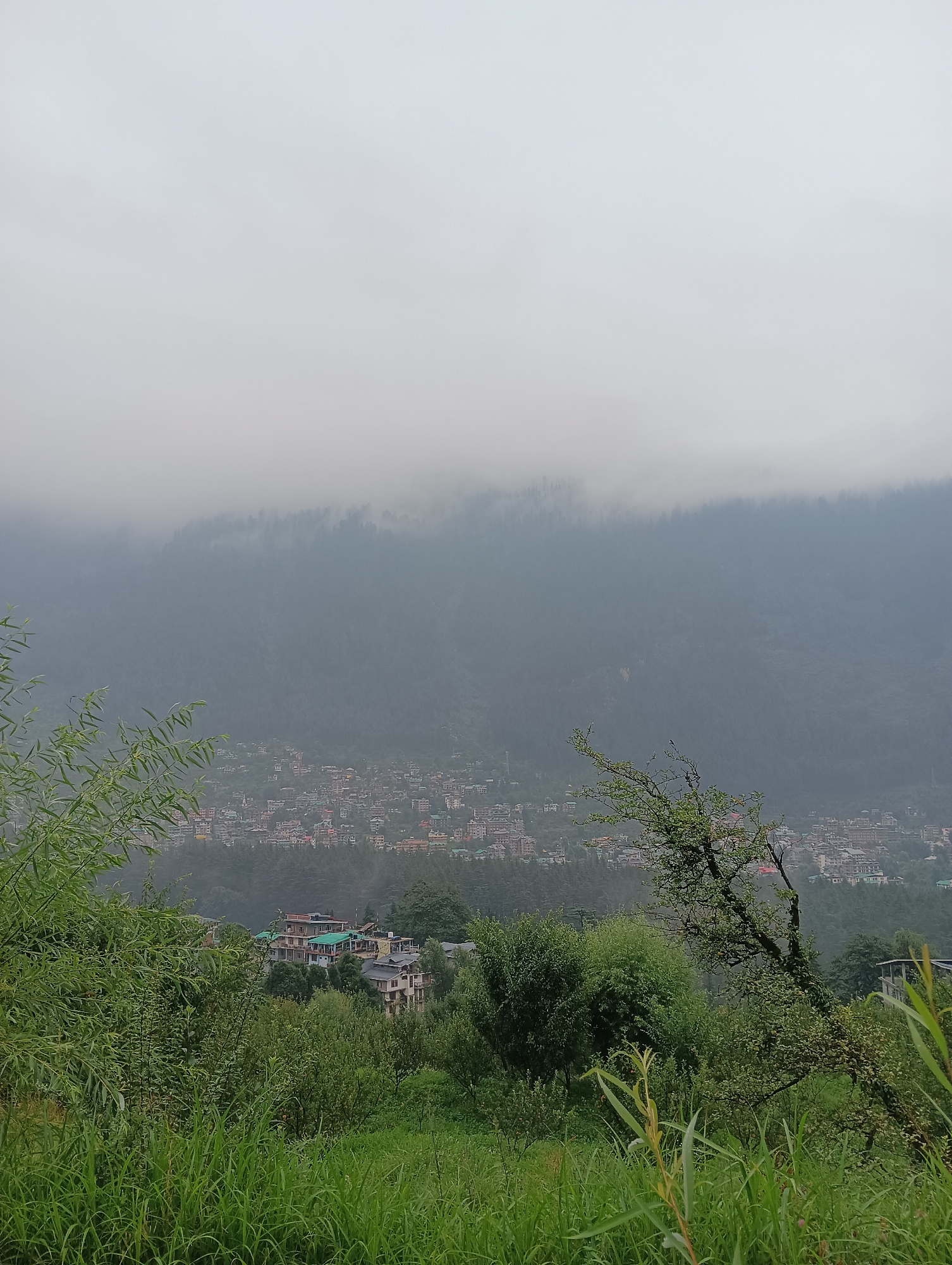 The image shows a panoramic view of the town of Manali, India, nestled in a valley. The foreground is dominated by lush green grass and trees, with some foliage obscuring parts of the lower frame. In the middle ground, a cluster of buildings, appearing to be houses and small hotels, with multi-colored roofs, are visible amidst more greenery. Beyond this, the town sprawls across the hillside, with a dense collection of buildings featuring a variety of architectural styles and roof colors. The background is a mountainous landscape, with the upper slopes and peaks shrouded in thick, low-lying clouds, giving the scene a misty and atmospheric quality. The sky is overcast and appears to be a pale gray. There are no people or animals visible in the image. The overall impression is of a serene, mountainous town on a cloudy or foggy day.