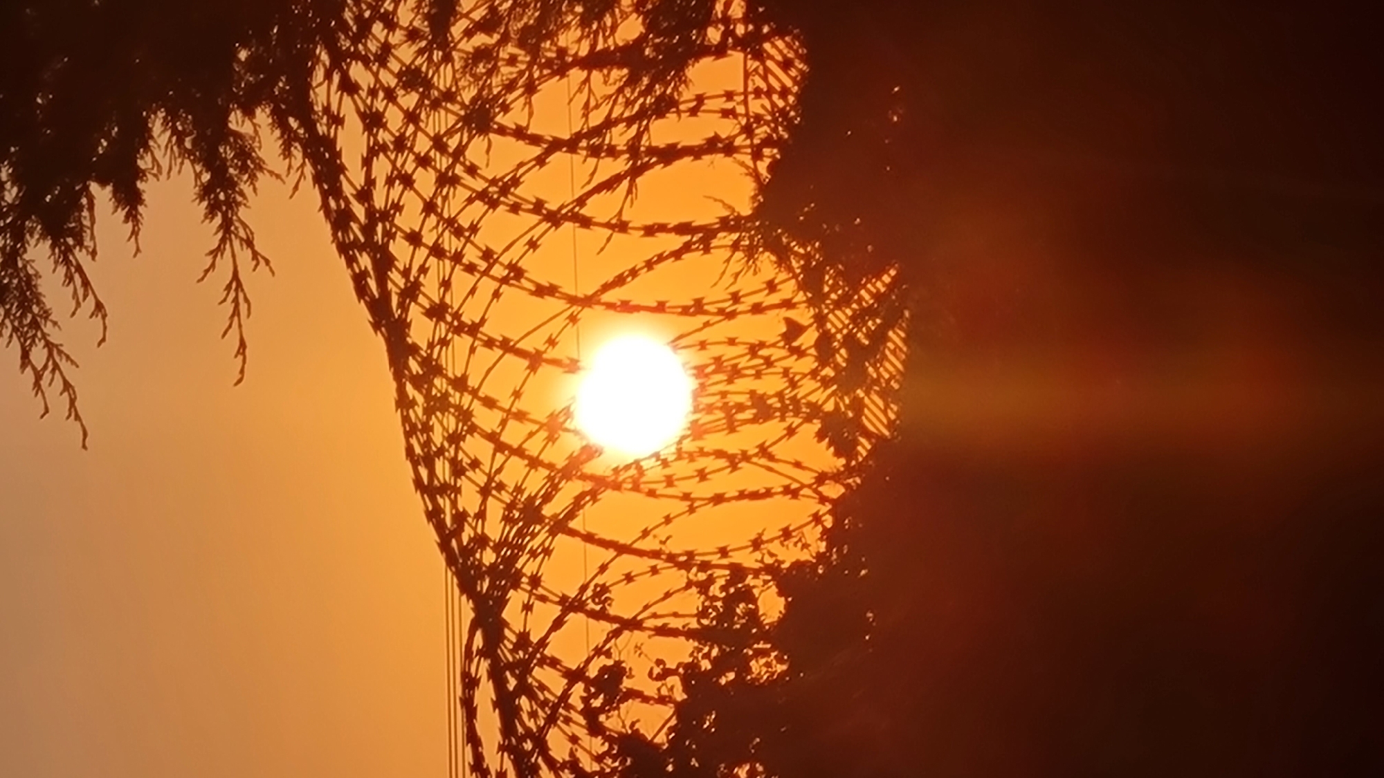 The image captures an outdoor scene at either sunrise or sunset, characterized by intense, warm lighting.
The central subject is the sun, appearing as a brilliant, glowing white-yellow orb, positioned slightly to the left of the frame's center. It acts as a powerful backlight, radiating warm orange and yellow hues across the sky.
Prominently featured in the mid-ground is a large, dense coil of barbed or concertina wire, sharply silhouetted against the bright sky. The wire forms a complex, spiraling mesh pattern through which the sun is directly visible. The individual barbs and the intricate structure of the wire are distinctly outlined.
Silhouetted vegetation frames parts of the scene. In the top-left, a branch with fine, needle-like leaves extends downwards. On the right side of the frame, a dense, dark mass of foliage or a tree trunk creates a deep shadow, further emphasizing the bright light from the sun.
The dominant colors are vibrant oranges and yellows in the sky, transitioning to darker reddish-browns in the shadowed areas. The strong backlighting creates a dramatic effect, with significant atmospheric haze or lens flare emanating from the sun.
No human subjects or visible text are present. The scene evokes a sense of both natural beauty and a structured boundary, set within the Lachish Regional Council, Israel.