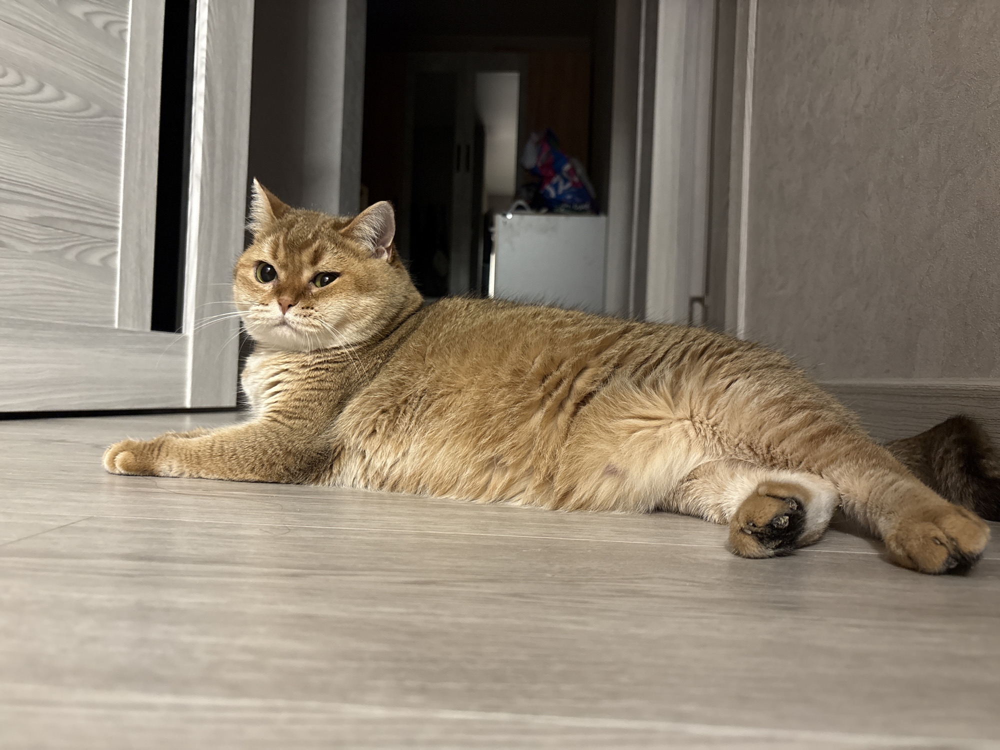 A tan cat with green eyes lies on a wooden floor in what appears to be a home in Засечное, Russia. The cat is looking to its left, with its body stretched out. To the left of the cat, a closed door with a wood-grain pattern is visible. In the background, a hallway leads to another room, where a white appliance and a blue bag with red lettering are dimly visible. The lighting suggests it is nighttime or indoors with artificial light.