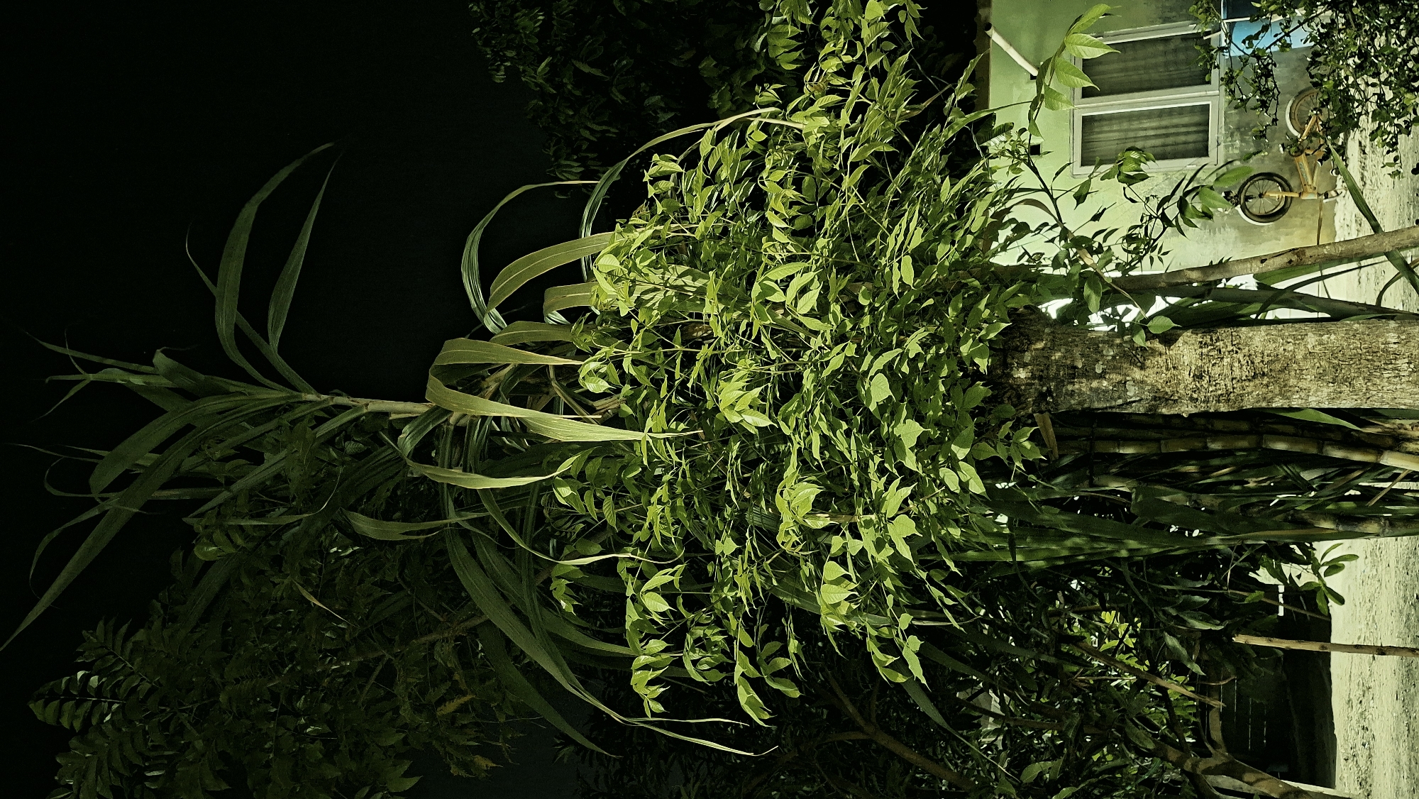 In Kutaglumpang, Indonesia, a nighttime scene features a cluster of plants. A thick, textured tree trunk stands prominently in the foreground, its bark rough and grayish-brown. Surrounding this tree are tall, green stalks of what appears to be sugarcane, their long, blade-like leaves arching gracefully. Intertwined with the sugarcane and rising from behind the tree is a smaller, bushy plant with vibrant green, compound leaves.
In the background, to the right, a portion of a light green building is visible. It has a window with white-framed panes and a lightly colored frame. Below the window, a bicycle with a yellow frame and black tires leans against the building. The ground appears to be covered in a light-colored, sandy or gravelly material. The overall atmosphere is dark due to the nighttime setting, with the plants illuminated by an unseen light source, casting subtle shadows and highlighting the textures of the vegetation and the building. There are no people visible in the image.