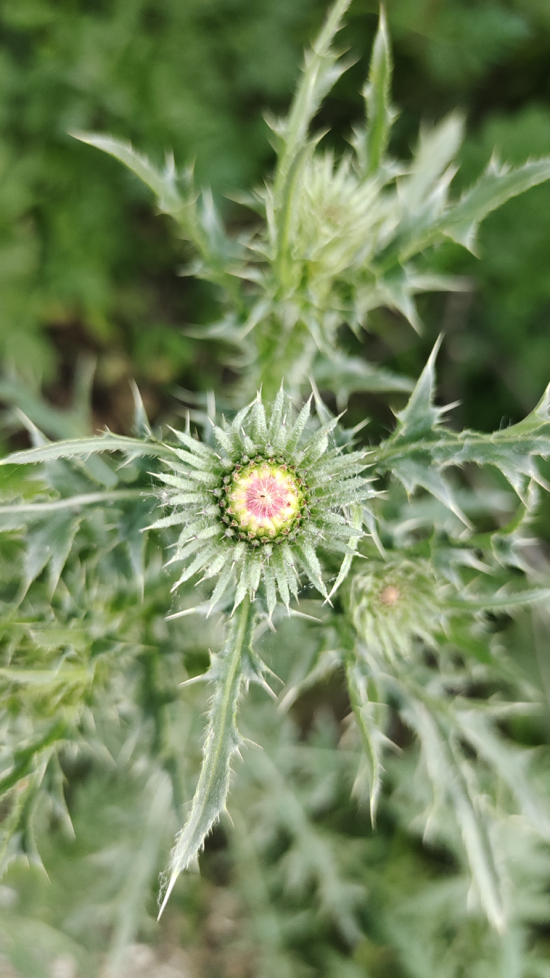 A close-up, overhead shot shows a thistle flower bud with spiky green bracts and a pinkish-red center. The bud is surrounded by more green, spiky leaves and other, out-of-focus thistle buds. The background is a blur of green foliage. The image appears to have been taken outdoors, possibly in a garden or field.