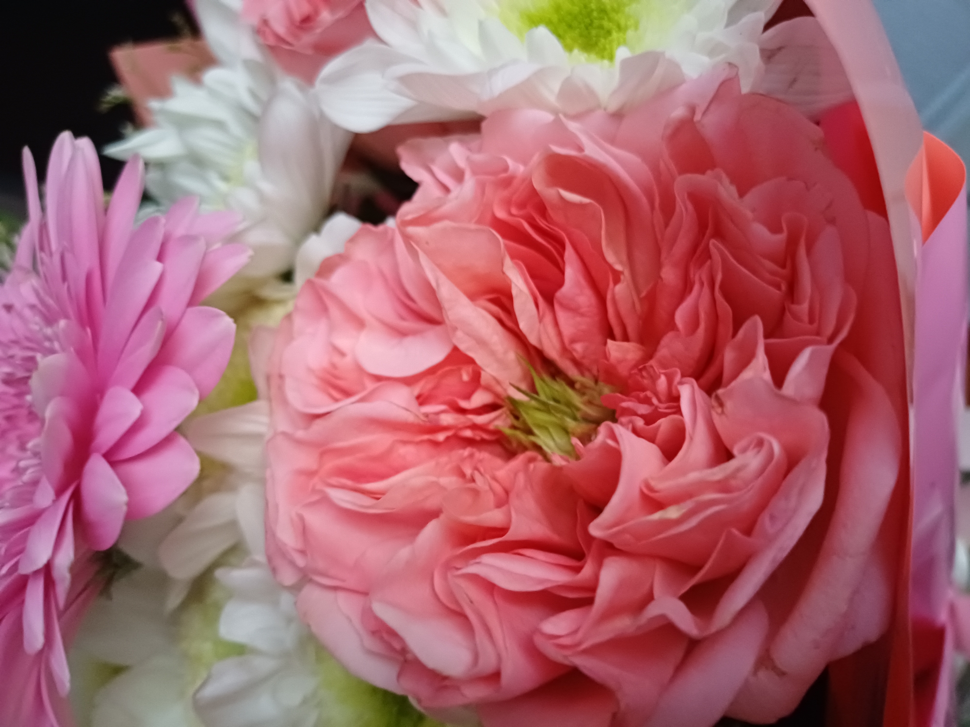 A close-up, high-angle, vertical shot shows a bouquet of flowers with a dominant pink rose in the foreground. The rose has many ruffled petals and a center that appears to be green. Behind it, several white flowers with hints of green in their centers are visible, along with the bright pink petals of a gerbera daisy at the top. The flowers are arranged in a bouquet, with portions of pink and clear wrapping visible at the bottom. The background is dark and out of focus, suggesting the bouquet is indoors or in a shaded area. There are no people or actions depicted in the image.