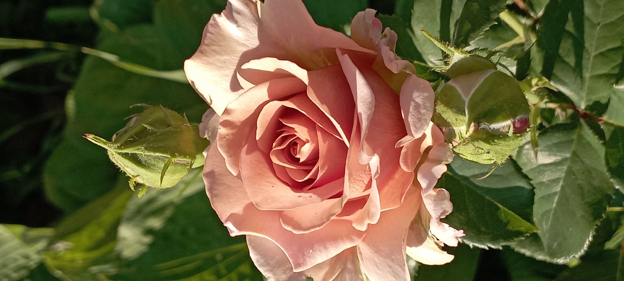 A close-up, vertical shot features a pink rose in full bloom, its petals unfurling in soft, warm tones. The rose is positioned centrally, with two unopened buds flanking it, one above and one below. These buds are a vibrant green, covered in fine hairs. The rose's petals are delicately shaded, with a lighter hue on the outer edges and a deeper, more intense pink towards the center where the spiral pattern is most pronounced. Tiny water droplets are visible on some of the petals, suggesting recent moisture. Surrounding the rose and buds are lush green leaves, some blurred in the background, indicating a garden setting. The lighting is bright, casting soft shadows and highlighting the textures of the petals and buds. The scene is set outdoors, with natural light illuminating the subject. No people or specific urban features are visible, making it impossible to determine its location within Radisne, Ukraine, beyond it being an outdoor garden.
