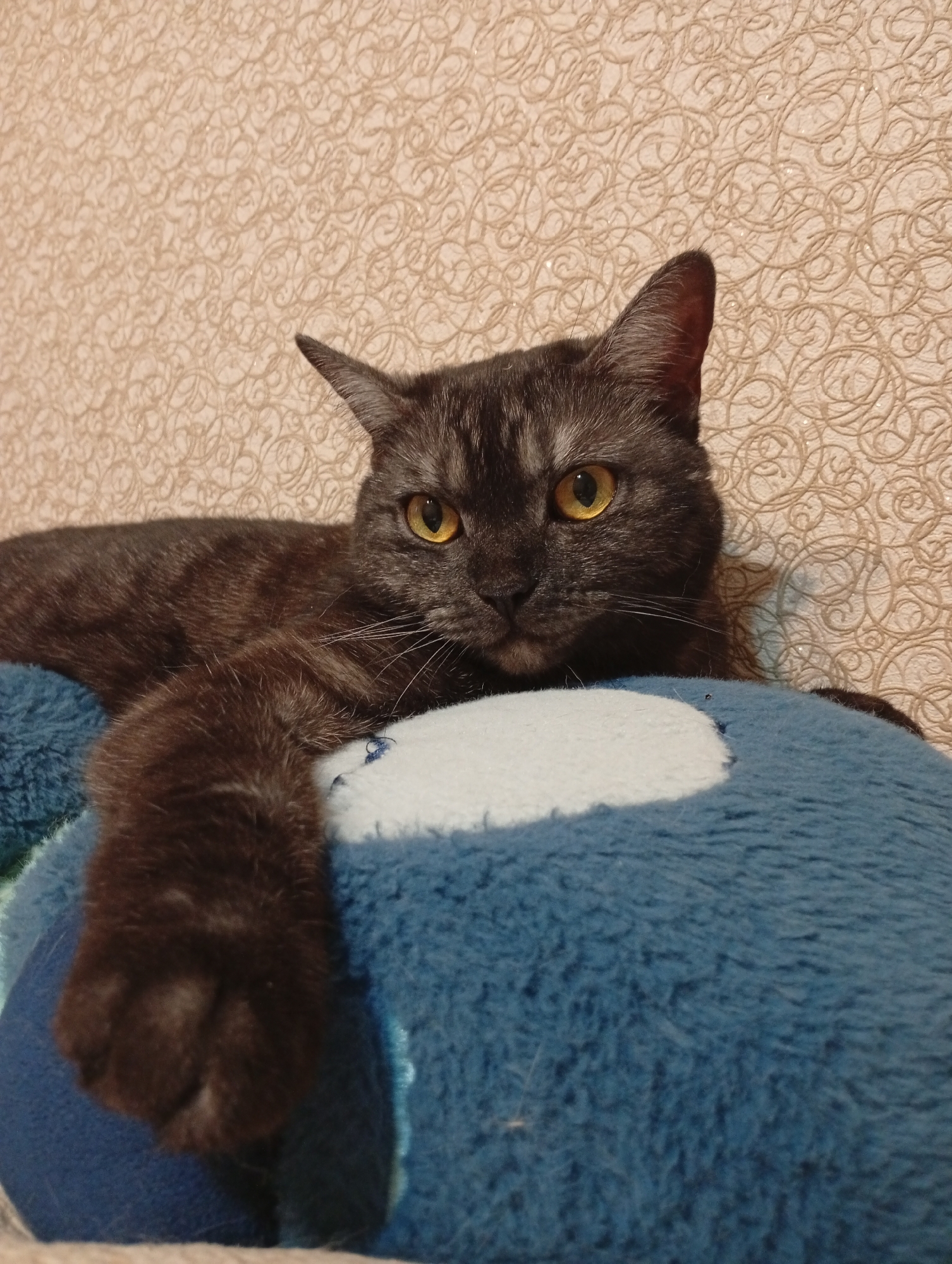 A brown tabby cat with yellow eyes is lying on a blue and white plush cushion. The cat is facing forward, with its head resting on the cushion and one paw draped over the side. The background is a light beige wall with a repeating swirl pattern. There is no indication of the location being Naberezhnye Chelny, Russia in the image. No people are present.