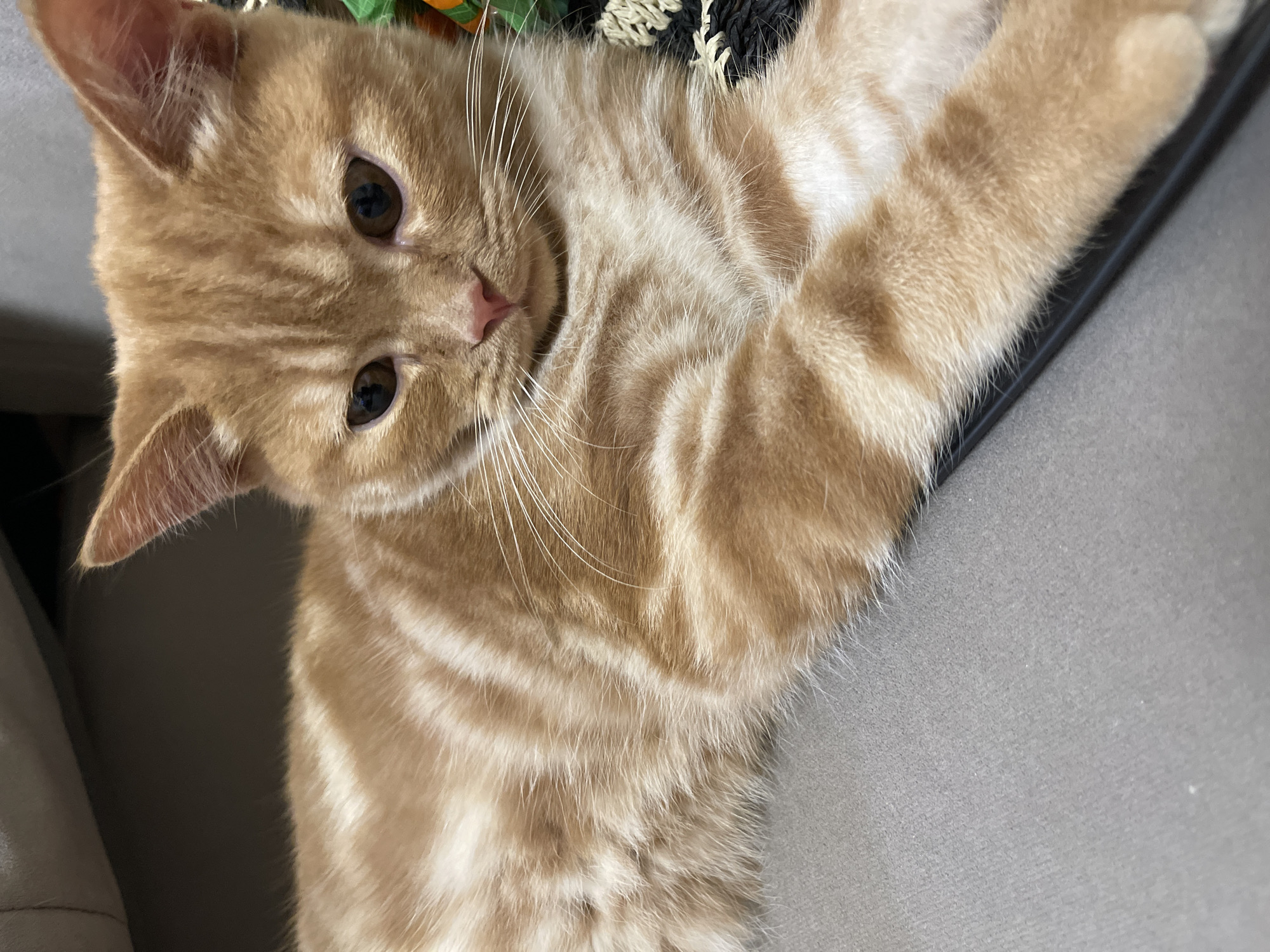 A close-up, head-on shot focuses on the face and upper body of an orange tabby cat lying on a grey surface, likely a sofa. The cat's fur has distinct darker orange stripes and lighter cream patches. Its eyes are dark brown and its nose is pink. The cat's whiskers are prominent and white. To the right of the cat, a small portion of a green and orange object, possibly a toy, is visible. The background is a soft, out-of-focus grey, suggesting an indoor domestic setting. The image is taken from a slightly elevated perspective, looking down at the cat. There is no indication of the city of Kommunarka, Russia, or any other specific location.