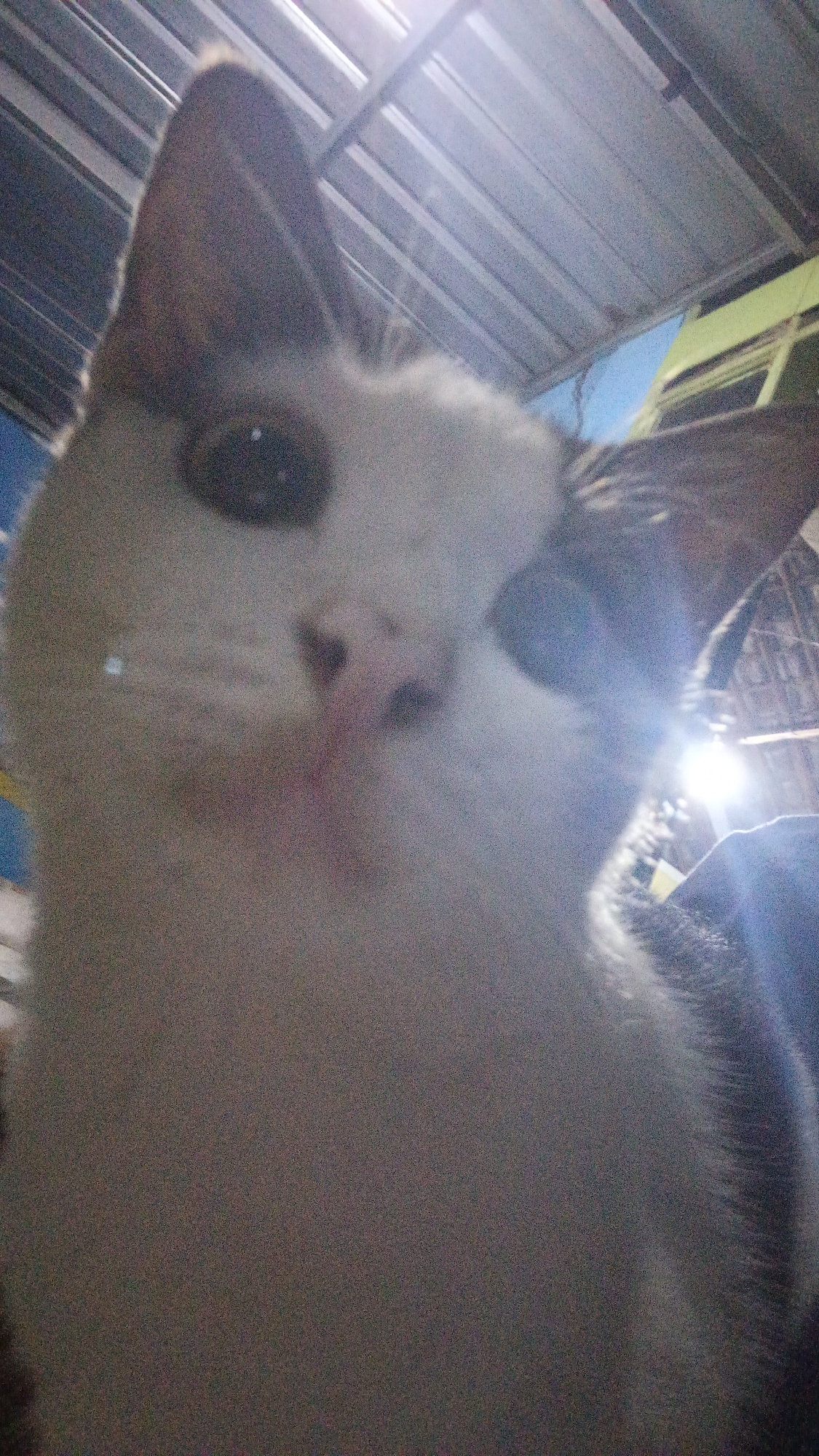 A close-up, low-angle, first-person perspective shot of a domestic cat's face, with its head tilted upwards towards the camera. The cat's fur is predominantly white with patches of brown and black on its ears and head. Its eyes are dark and round, and its nose is pink. The background consists of a corrugated metal ceiling with light fixtures. The scene appears to be indoors, possibly a home or a shop, in Soko, Indonesia, suggested by the lighting and the style of the roof.