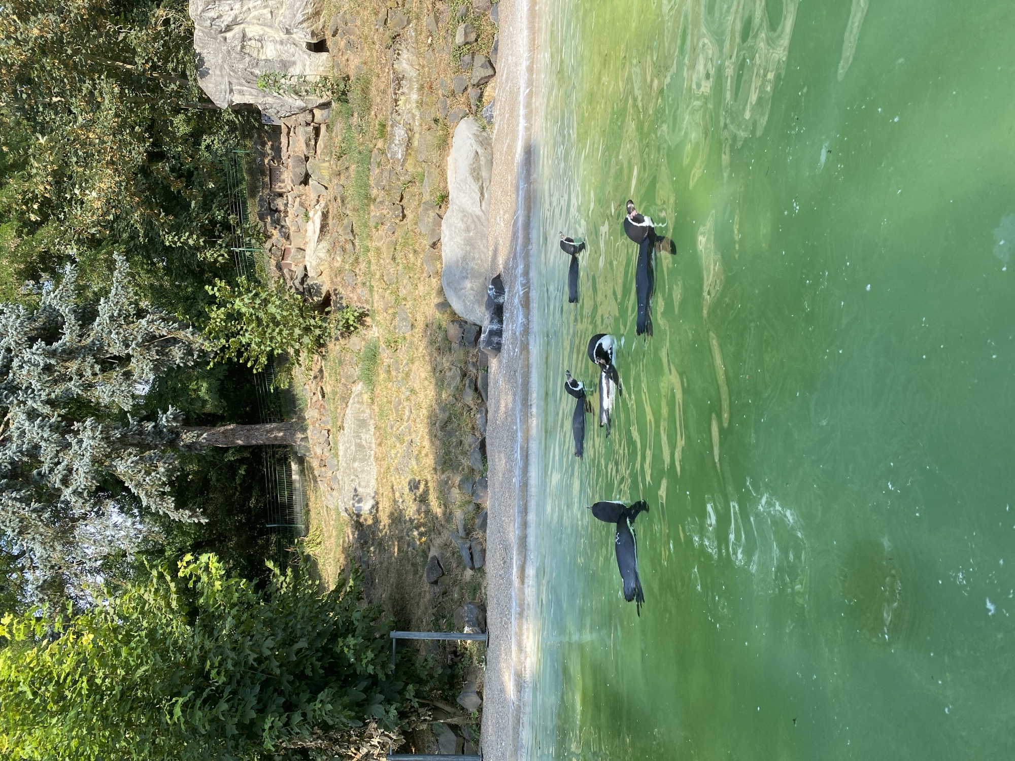 The image shows a group of penguins swimming in a bright green pool of water. The enclosure has a rocky, dry embankment with some sparse vegetation and trees in the background. The environment appears to be an outdoor zoo exhibit. The penguins are black and white and are distributed throughout the water. Some are swimming on the surface, while others are partially submerged. The water is clear enough to see some of the penguins' bodies beneath the surface. There are some large rocks and a sandy or pebbly edge to the pool. The overall scene is sunny, suggesting a warm day. This appears to be a habitat at the Zoo Neuwied in Neuwied, Germany, known for its penguin exhibit.