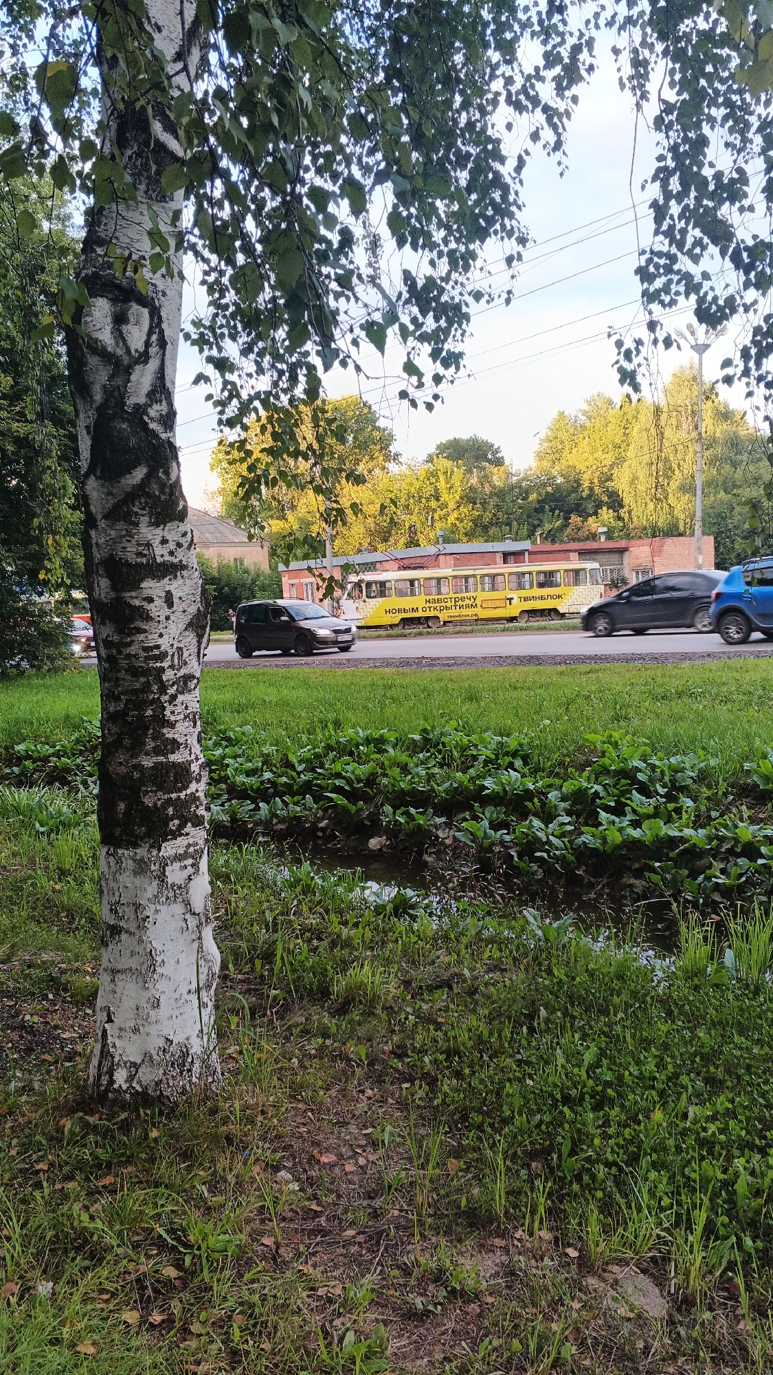 A wide shot of a street scene in Izhevsk, Russia, features a prominent birch tree in the foreground on the left. Beyond the tree, a yellow tram with Russian text, including "НАВСТРЕЧУ НОВЫМ ОТКРЫТИЯМ", travels along the road. Several cars are also visible on the road, including a dark-colored sedan and a blue SUV. The background consists of buildings and lush green trees, with power lines crisscrossing the sky. The ground in the foreground is covered in grass, with a small stream or ditch running through it. The sky is clear and blue, suggesting a pleasant day.