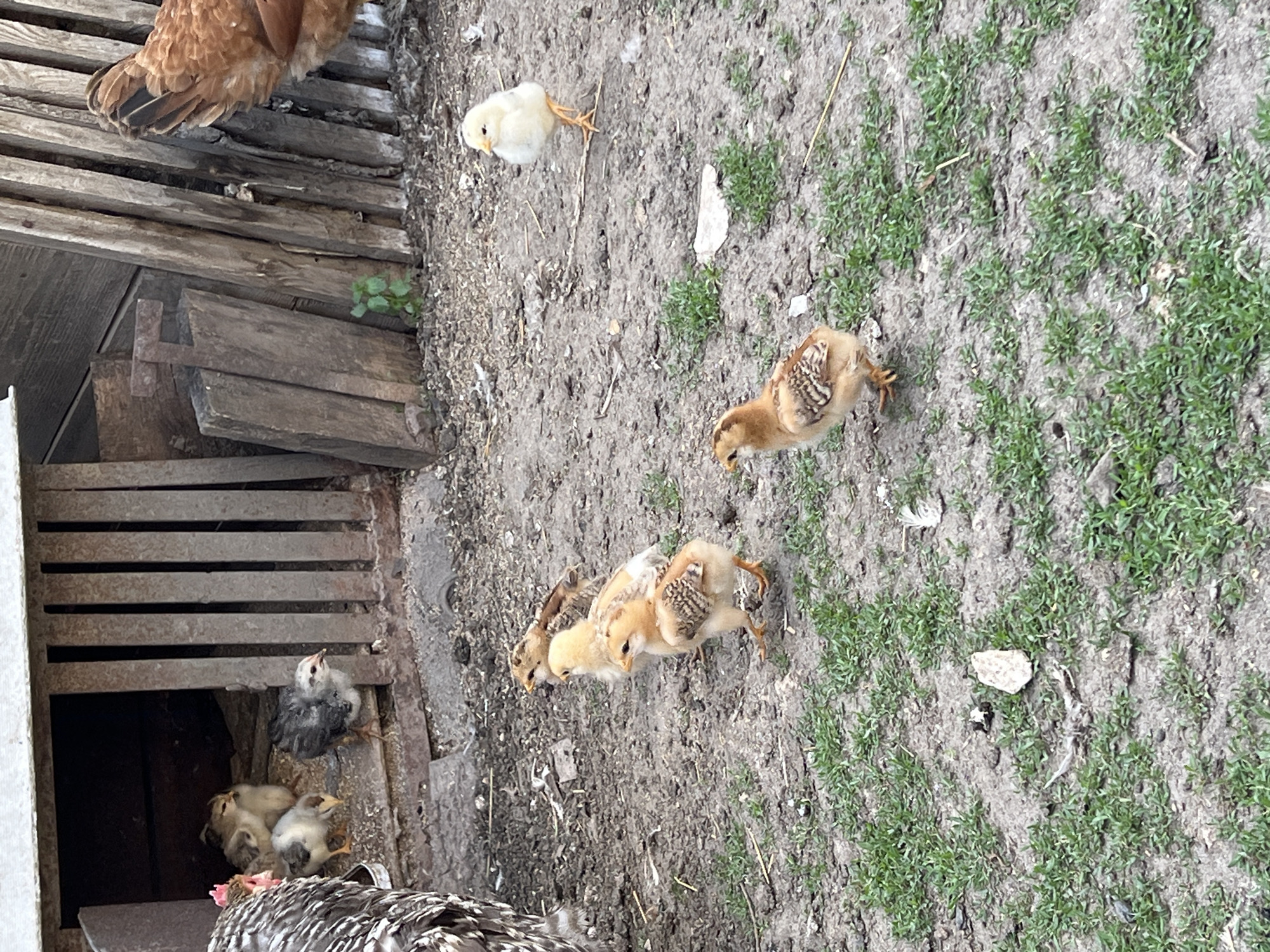 The image captures a scene with several young chicks on a dirt ground dotted with sparse green grass. In the background, a wooden structure, possibly a coop or fence, is visible. A portion of an adult chicken's tail feathers is also in the frame.
The chicks are of various shades of yellow and brown, some with distinct markings. One yellow chick is in the upper center of the image, and a group of three brown and yellow chicks are clustered together in the lower center. Another chick, predominantly gray and white, is perched on a wooden plank within the structure.
The setting appears to be outdoors, possibly a farm or backyard, given the natural elements and the presence of poultry. The lighting suggests it is daytime, with no specific indicators of time or weather. The chicks seem to be in a state of exploration or rest, with no obvious signs of distress or excitement. The overall impression is a snapshot of a rural or semi-rural environment with young birds. There is no visible text in the image.