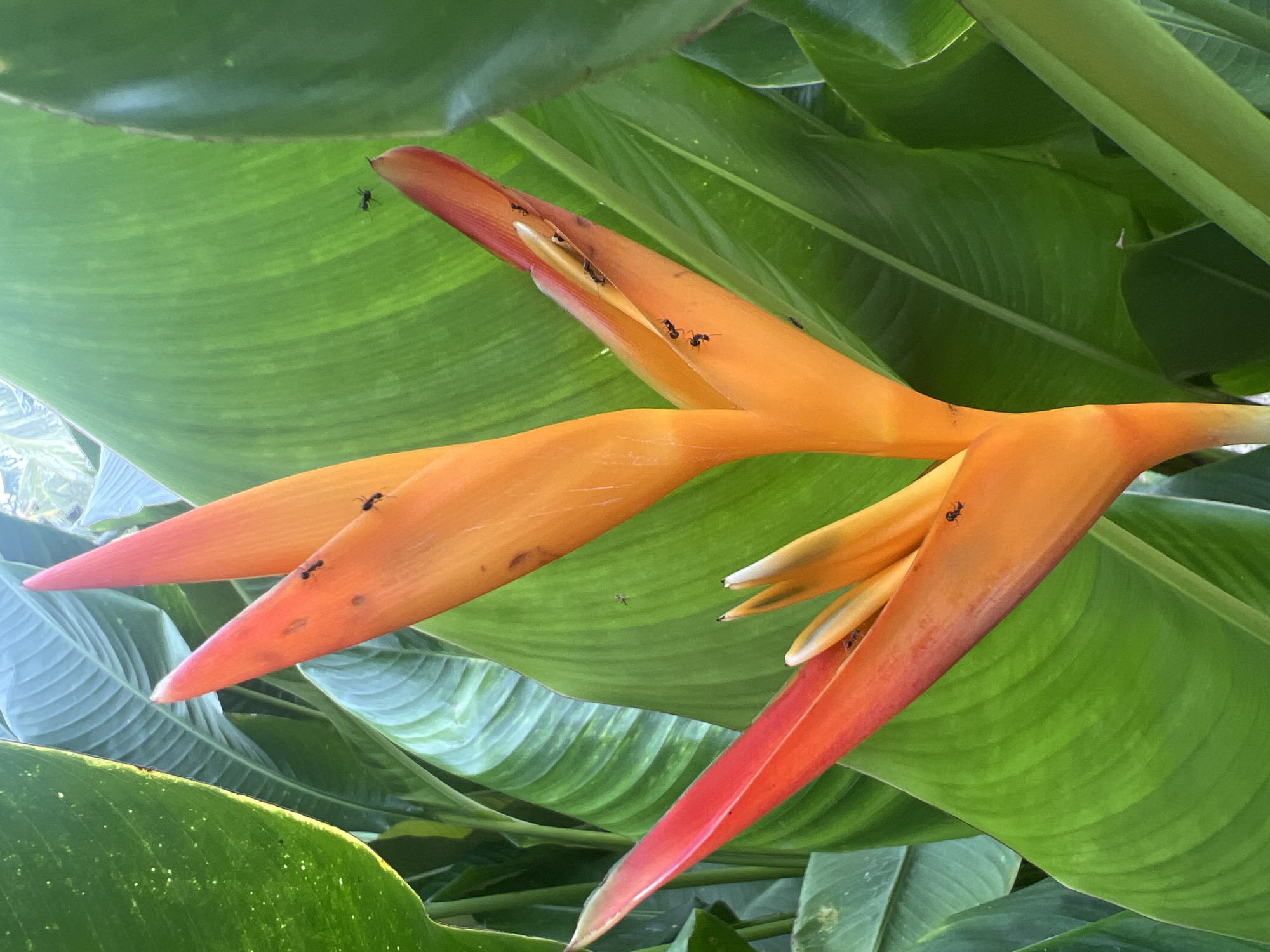 A close-up, eye-level, outdoor photograph features a vibrant Heliconia flower in bloom, with large green leaves forming a lush backdrop. The Heliconia's bracts are a striking gradient of orange and red, with delicate white tips visible within the flower's structure. Scattered across the flower and the surrounding leaves are at least six small, black ants, suggesting the presence of insect life in this tropical environment. The lighting suggests a bright, possibly sunny day, casting subtle shadows and highlighting the textures of the leaves and the flower. The scene is devoid of any human presence, focusing entirely on the natural elements. The environment appears to be a garden or natural setting within ตำบลเกาะพะงัน, Thailand, given the type of flora and the typical climate.