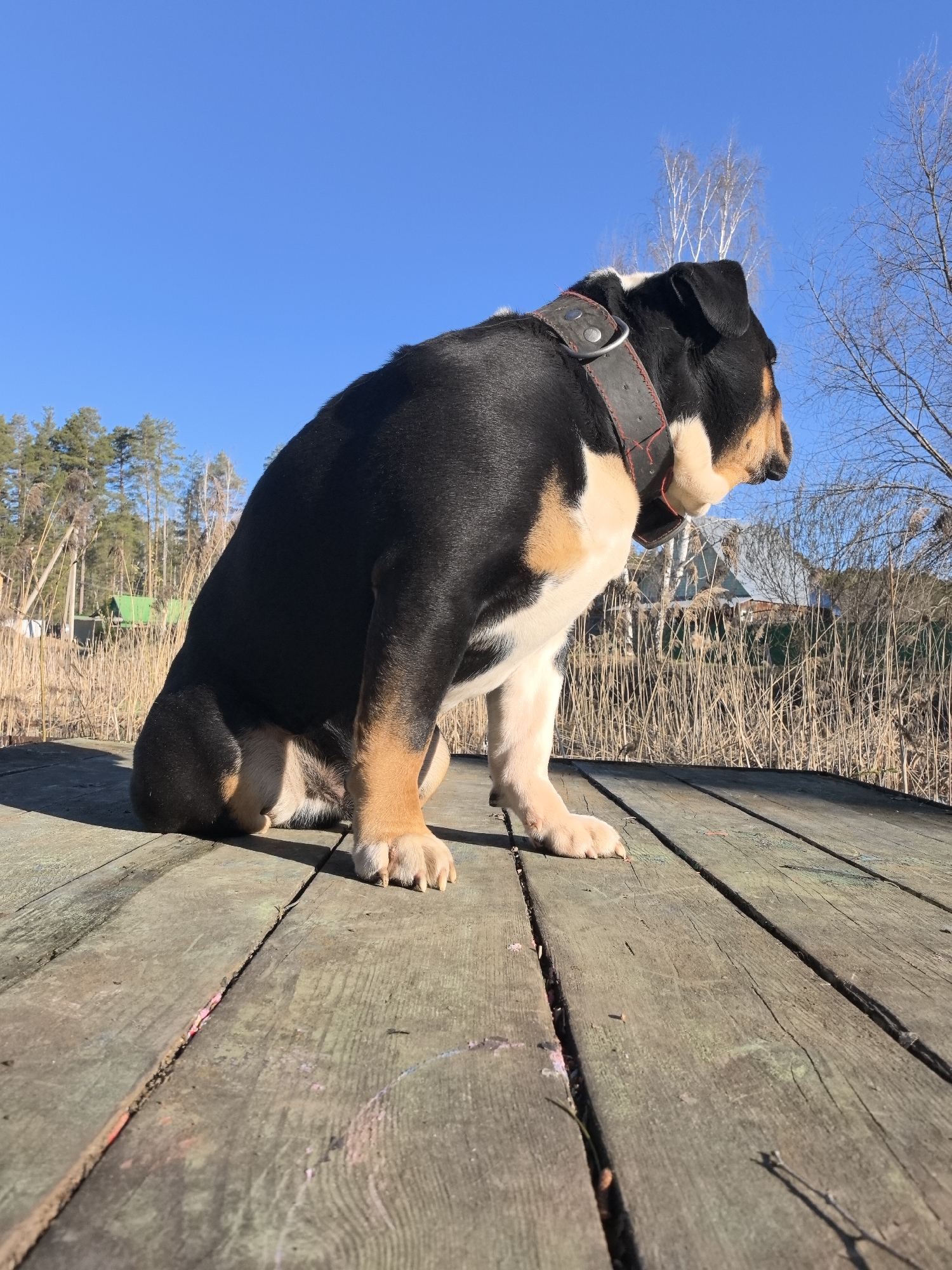A tri-color English bulldog is sitting on a weathered wooden deck, likely part of a pier or dock, facing right. The dog has a black body, tan and white markings, and a thick black leather collar with metal studs. The dog appears to be alert and looking towards the horizon. The background includes tall, dry reeds, bare trees, and glimpses of buildings, including a house with a light-colored roof. In the distance, there's a forested area with evergreen trees. The sky is clear and blue. The image suggests a location near a body of water, possibly a lake or river. Based on provided information, the location might be Noviy, Russia.