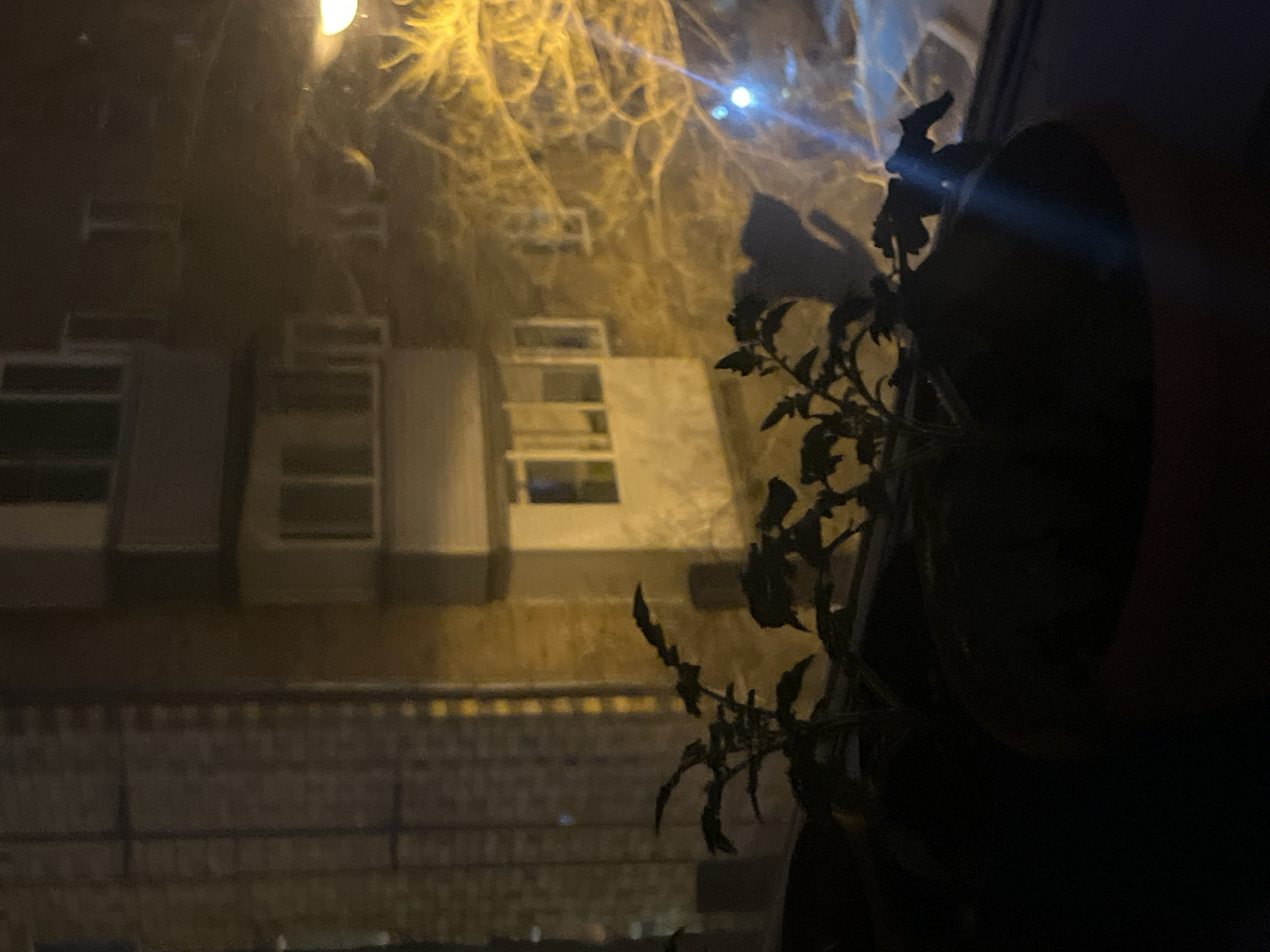 The image shows a view through a window at night. Outside the window are buildings, including one with multiple windows arranged in vertical rows, and a street with what appears to be a bridge or railing. A street light is visible, creating a blurry illumination effect. Inside, a potted plant is positioned near the window, appearing in silhouette against the outside scene. The lighting is poor, obscuring many details. The image location is most likely in an urban setting. There is no mention about this image being in the city of Krasnoyarsk, Russia.