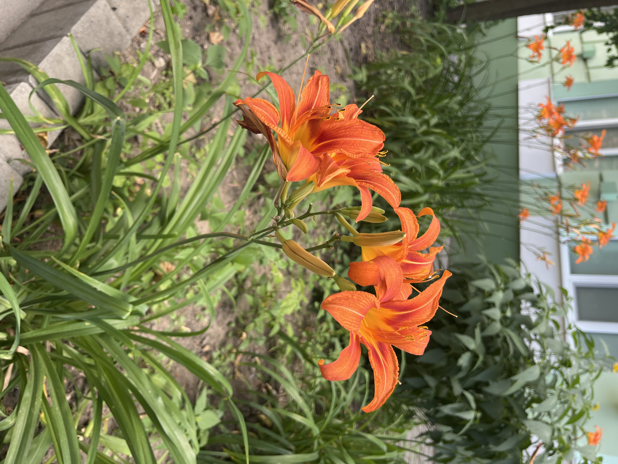 This media file captures a close-up view of several vibrant orange daylilies in bloom. The flowers are the primary subjects, with their ruffled petals and prominent stamens clearly visible. The daylilies are part of a larger garden bed, with long, green grass and foliage filling the background. To the left, a pathway or border made of grey concrete pavers is visible. In the far background, a light green building with white window frames can be seen, suggesting an urban or suburban setting. The lighting appears to be natural daylight, likely mid-morning or afternoon, as there are no strong shadows. The overall mood is one of natural beauty and the freshness of a summer day. The scene is static, with no people or specific activity taking place, focusing solely on the floral display. The context provided indicates the location is Dnipro, Ukraine.