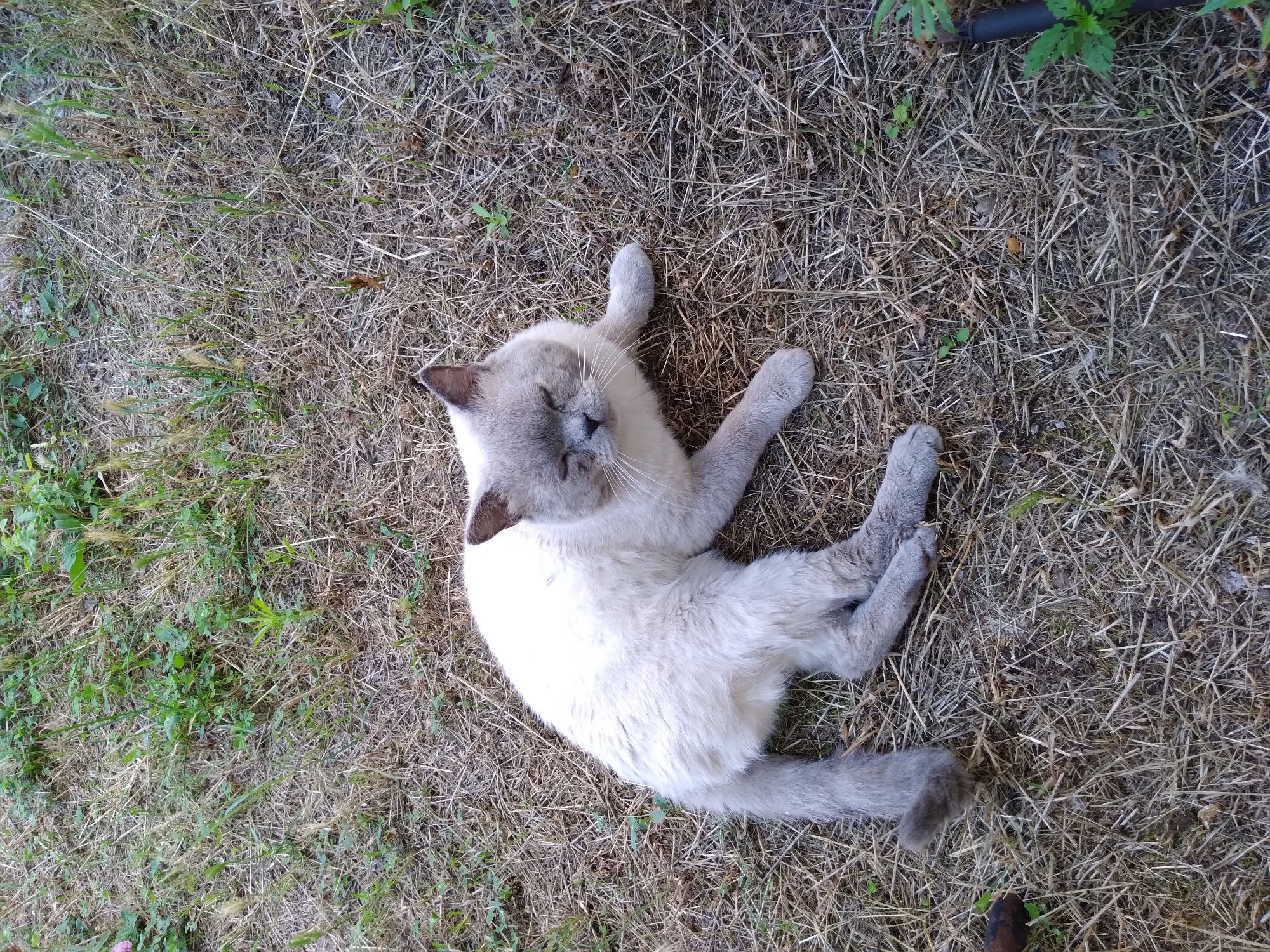 A light-colored cat with gray points is lying on its side in dry, light brown grass. The cat has its eyes closed and is positioned with its head and front paws to the right. Its body extends to the left, with its hind legs visible. The environment appears to be an outdoor grassy area, possibly a yard or park. The image was taken in Radisne, Ukraine.