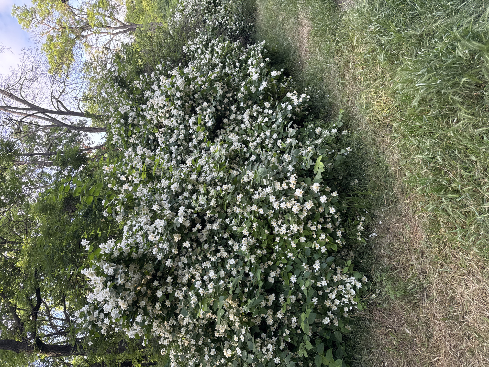 The image displays an outdoor natural scene, presumed to be within the city of Odesa, Ukraine. A dense, continuous formation of deciduous shrubs, heavily adorned with clusters of small, five-petaled white flowers and dark green foliage, extends across the midground from left to right, forming a natural barrier. These flowering shrubs appear to be approximately 2-3 meters in height. A narrow, unpaved earthen path, roughly 0.5 to 1 meter wide, meanders along the base of these shrubs in the lower-middle section of the frame, curving gently towards the right. The path surface is a mix of exposed soil and varied grasses, including both green and dried brown patches. Numerous small white petals from the flowering shrubs are scattered on the path and adjacent ground. Beyond the shrubs, a mature woodland or dense grouping of trees forms the background. Some trees exhibit lush green leaves, while others, particularly in the upper-right, display bare or sparsely leaved branches. Patches of blue sky with scattered white clouds are visible through the tree canopy in the upper-right quadrant. The scene is illuminated by natural daylight, consistent with daytime conditions. No human figures or discernible animal activity are present.