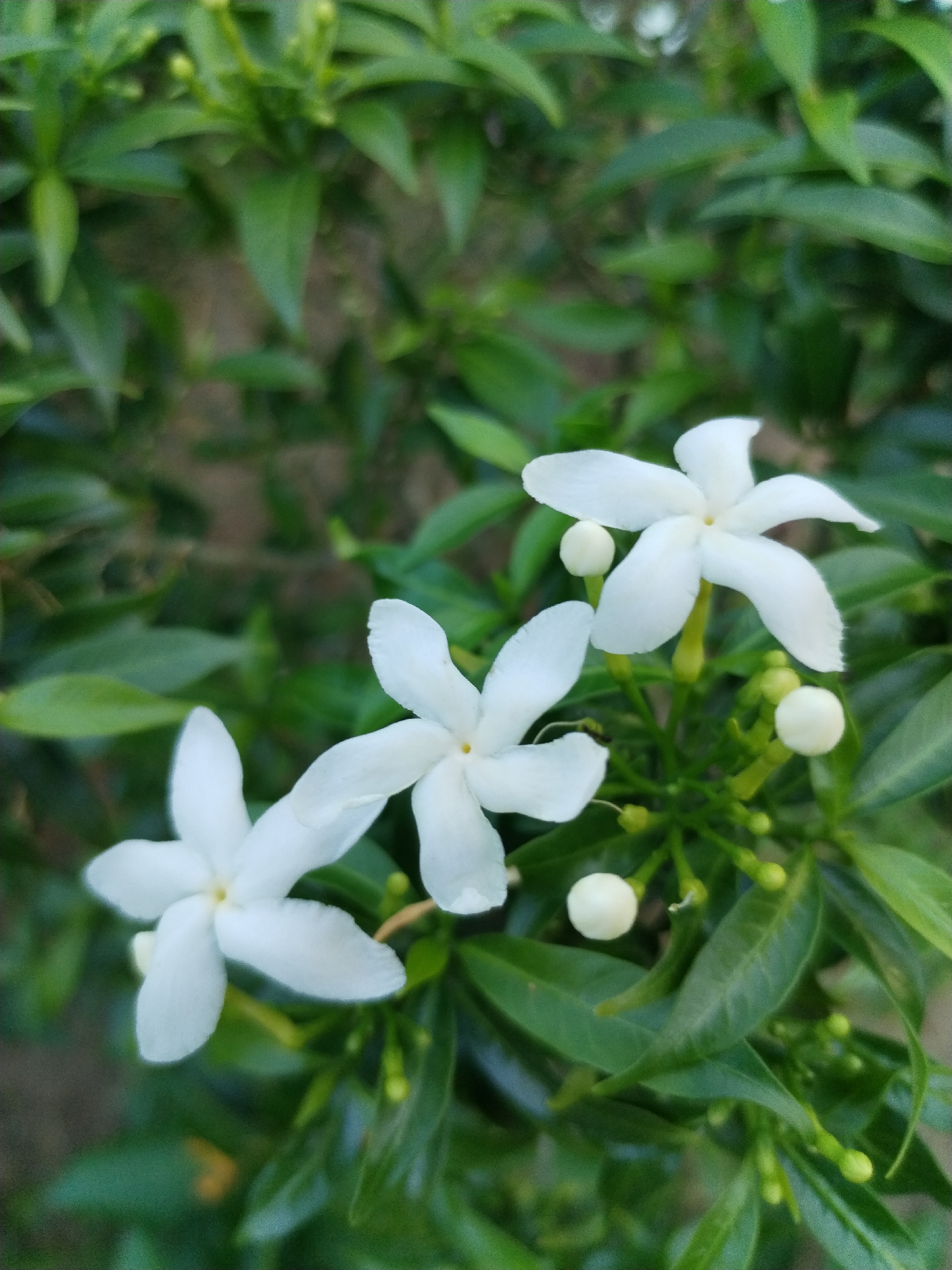 The image shows three white, five-petal flowers and several buds amidst green foliage. The leaves are small and pointed. The flowers are the primary focus, positioned centrally in the frame. Background elements are blurred due to depth of field. There is no indication of a specific location within Bac Nha Trang Ward, Vietnam.