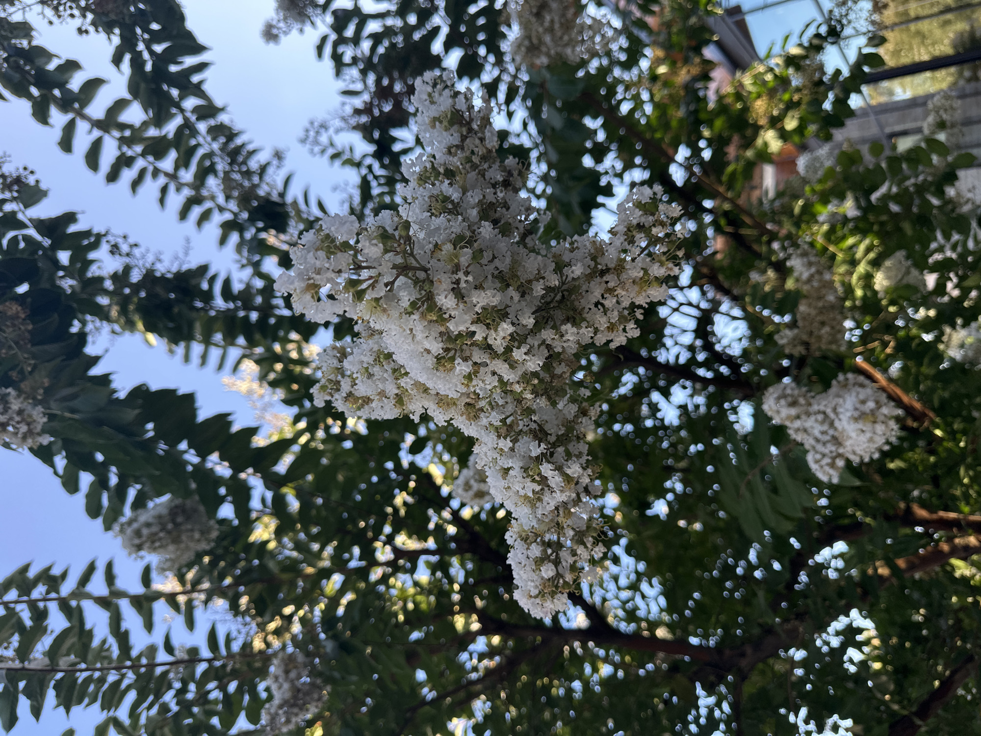 The image displays a close-up, low-angle view of a tree with abundant white flowers against a clear blue sky. The flowers are clustered together on thin branches, with some appearing more in focus than others, creating a bokeh effect. Dark green leaves are interspersed among the blossoms. The background suggests an outdoor urban setting, with hints of buildings and possibly other trees visible through the foliage, indicating a location such as West Covina, United States of America. The lighting suggests it is daytime, with sunlight filtering through the leaves and illuminating some of the flowers. There are no people or animals visible in the frame.