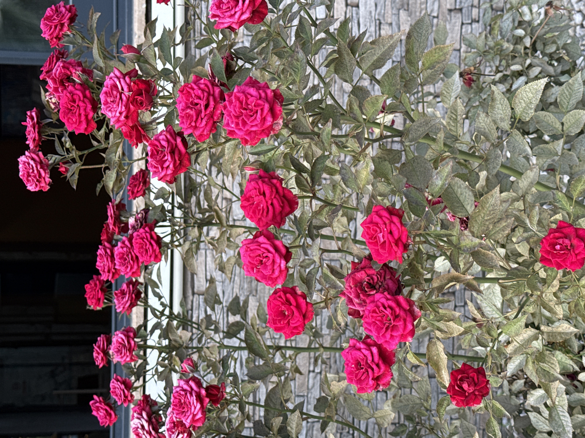 A full, colorful rose bush grows, with a brick wall visible in the background. Most leaves are green. A small portion of the roses extend left, near a dark window. The location is unknown.