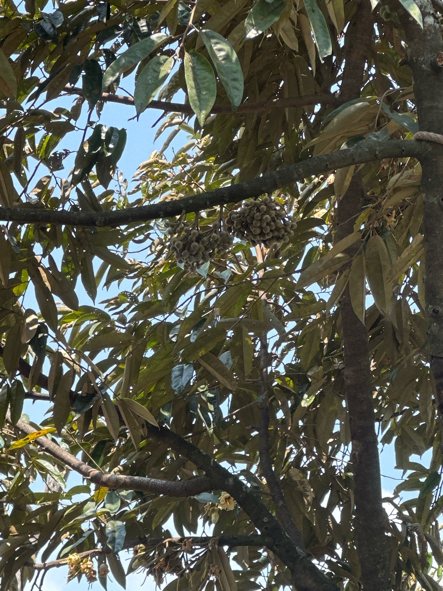A low-angle, full shot captures a cluster of durian fruits hanging from a tree, set against a bright blue sky. The fruits are light green and clustered together, with a few leaves partially obscuring them. The branches of the tree are thick and brown, with numerous large, dark green leaves. The image appears to have been taken in Talun, Indonesia, as indicated by the presence of durian trees, a common sight in the region. There are no people visible in the frame, nor any specific actions or interactions taking place. The environment is natural, with the focus solely on the durian tree and its fruit.